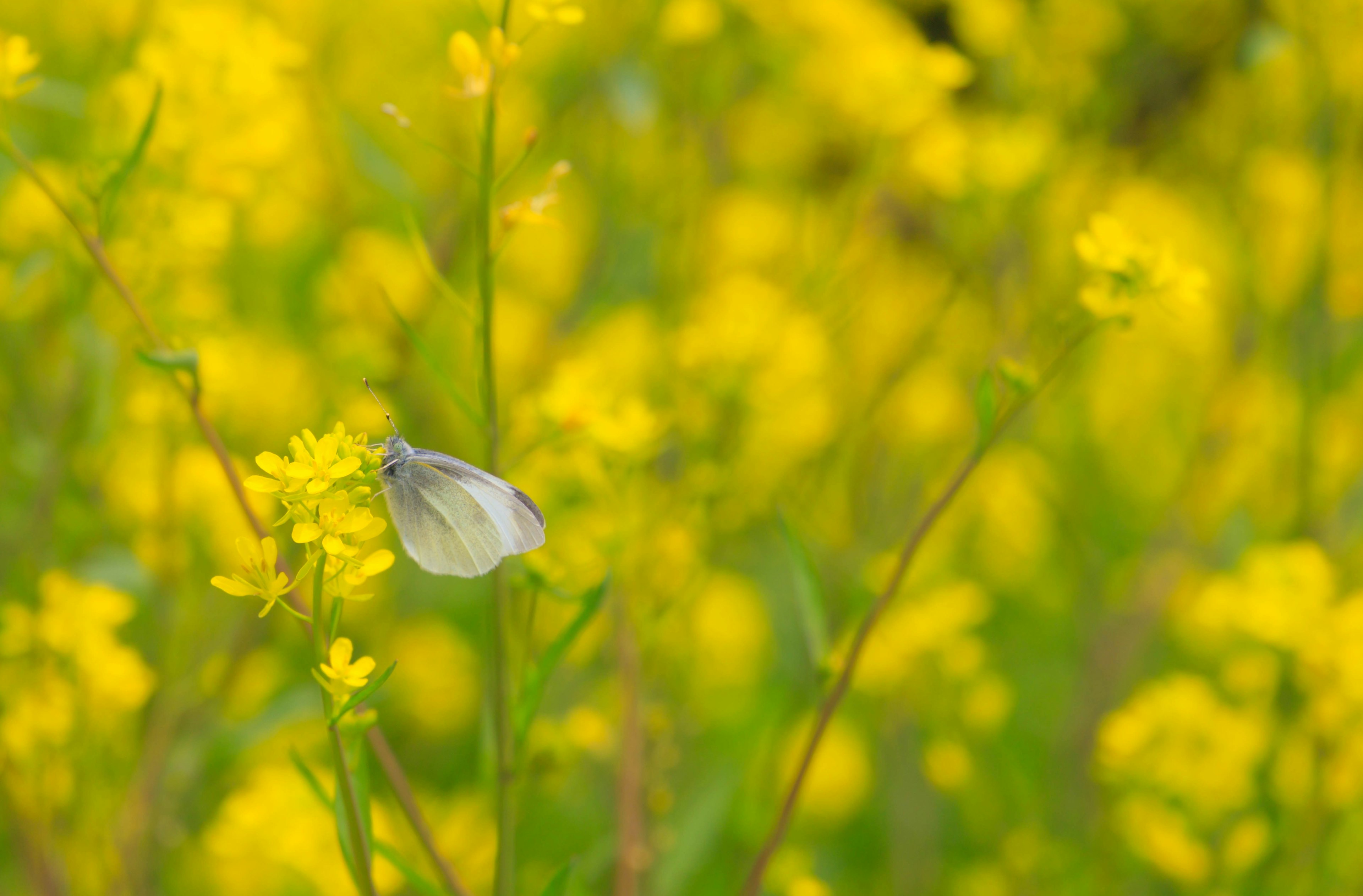 Frühlingsszene mit gelben Blumen und einem weißen Schmetterling