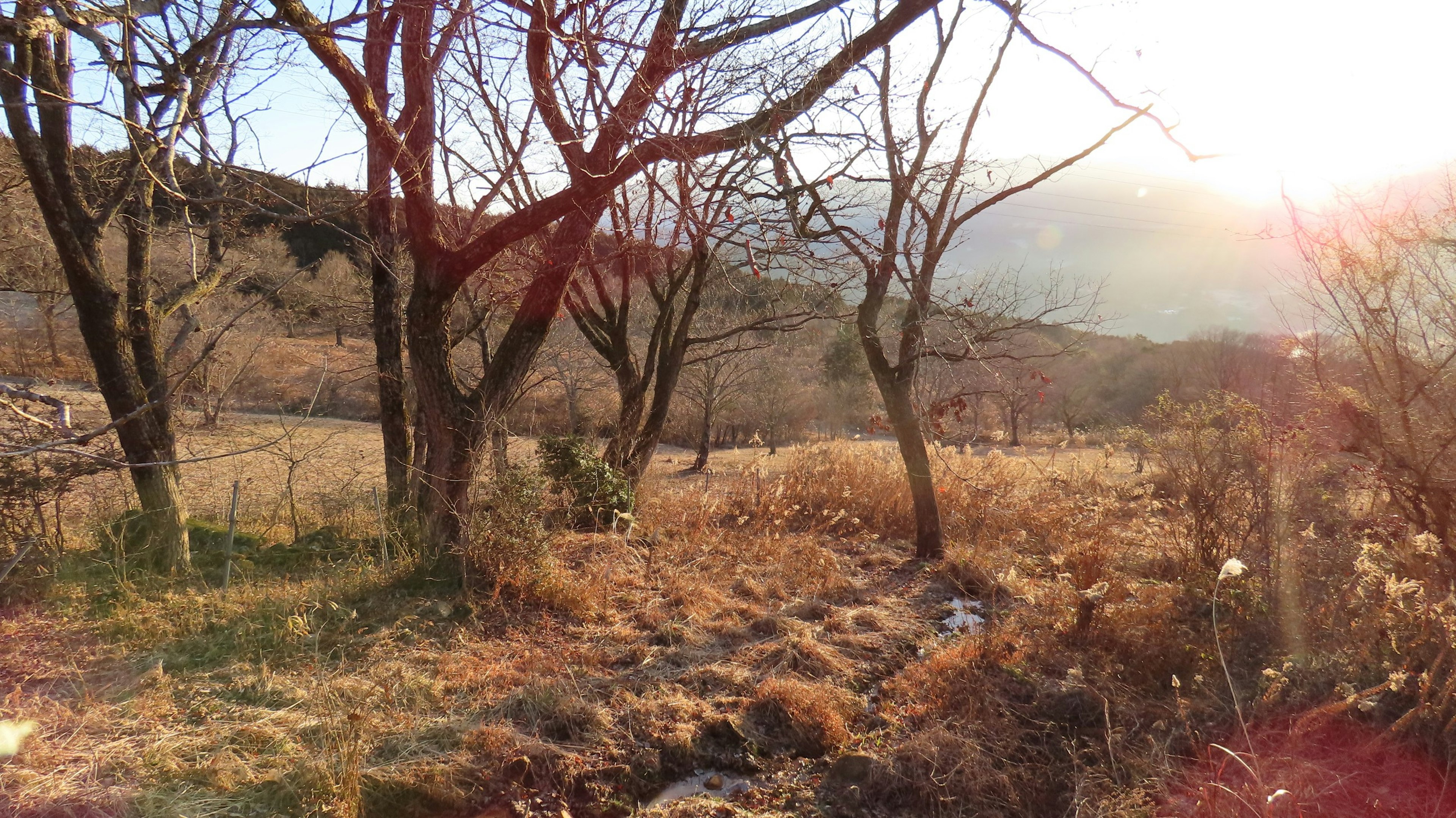 夕日が差し込む木々のある風景で、枯れた草と遠くの山々が見える