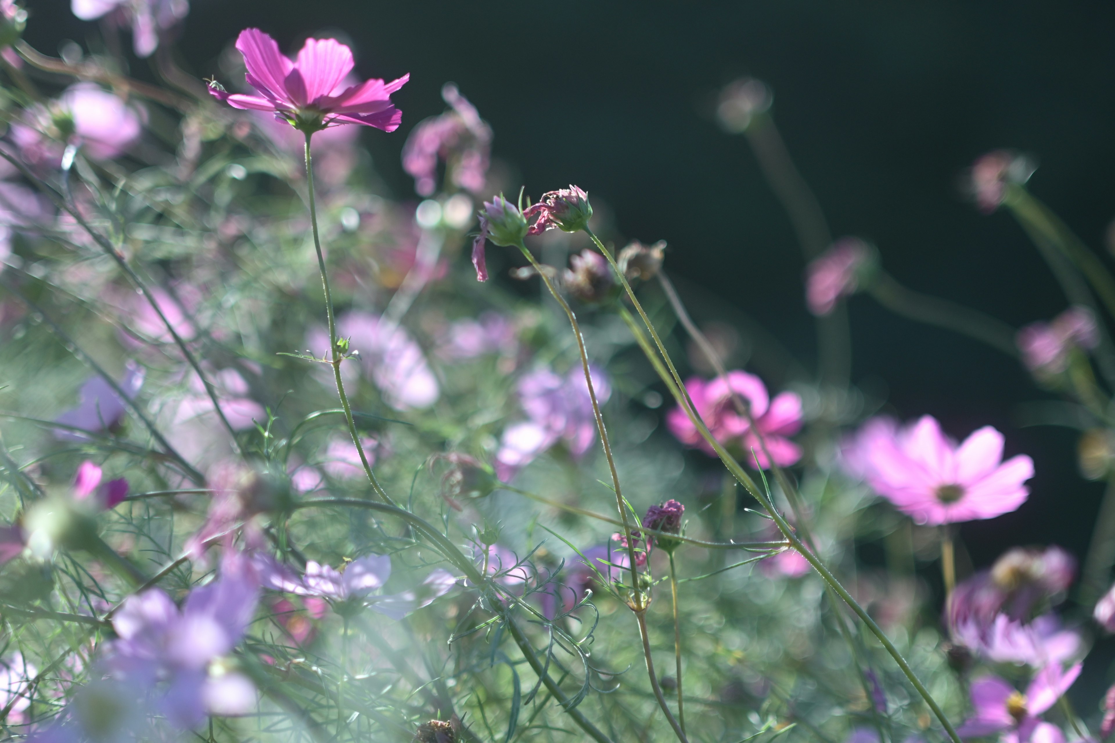 A vibrant field of blooming flowers in various colors