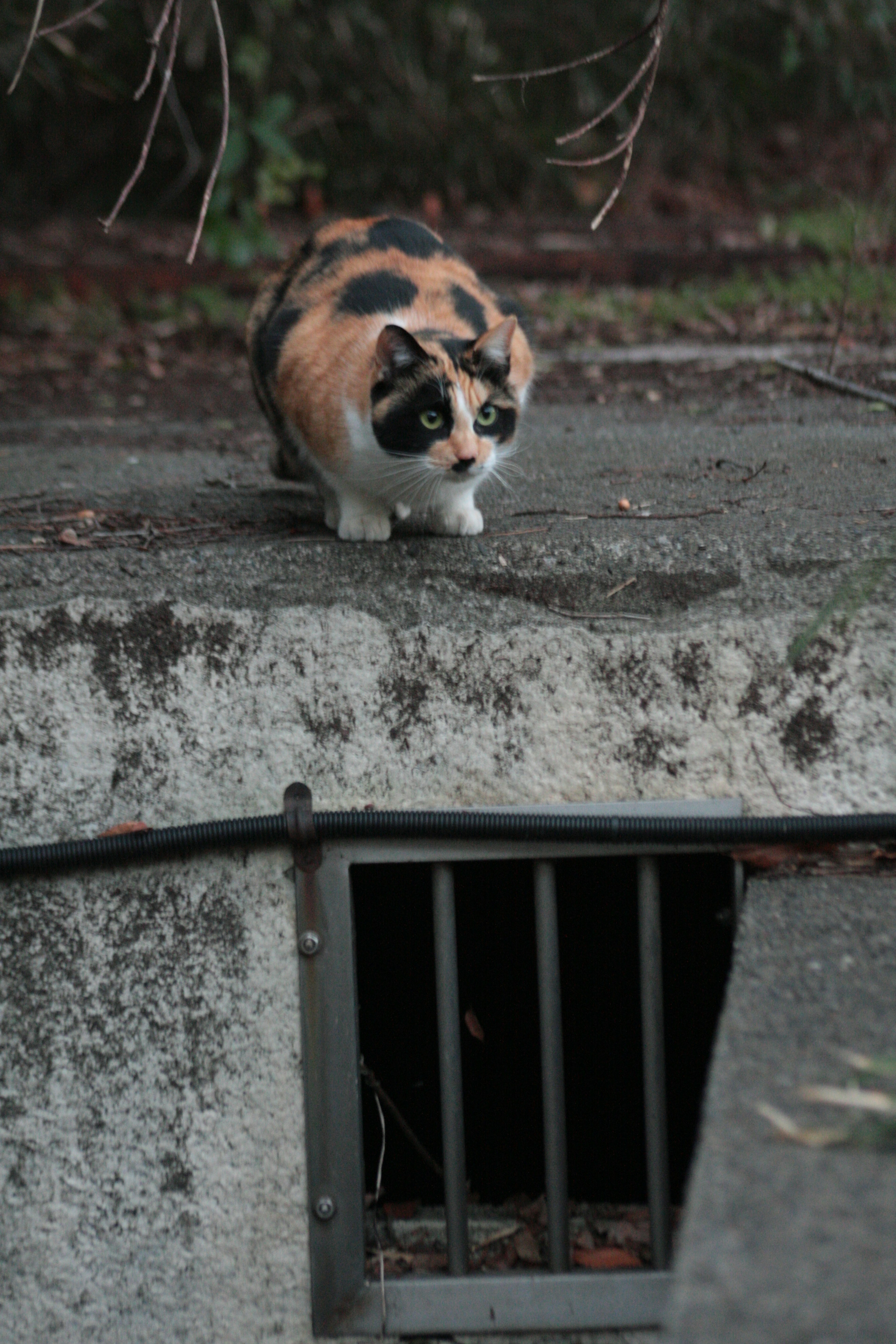 Gatto calico che cammina su una superficie di cemento vicino a un'apertura scura