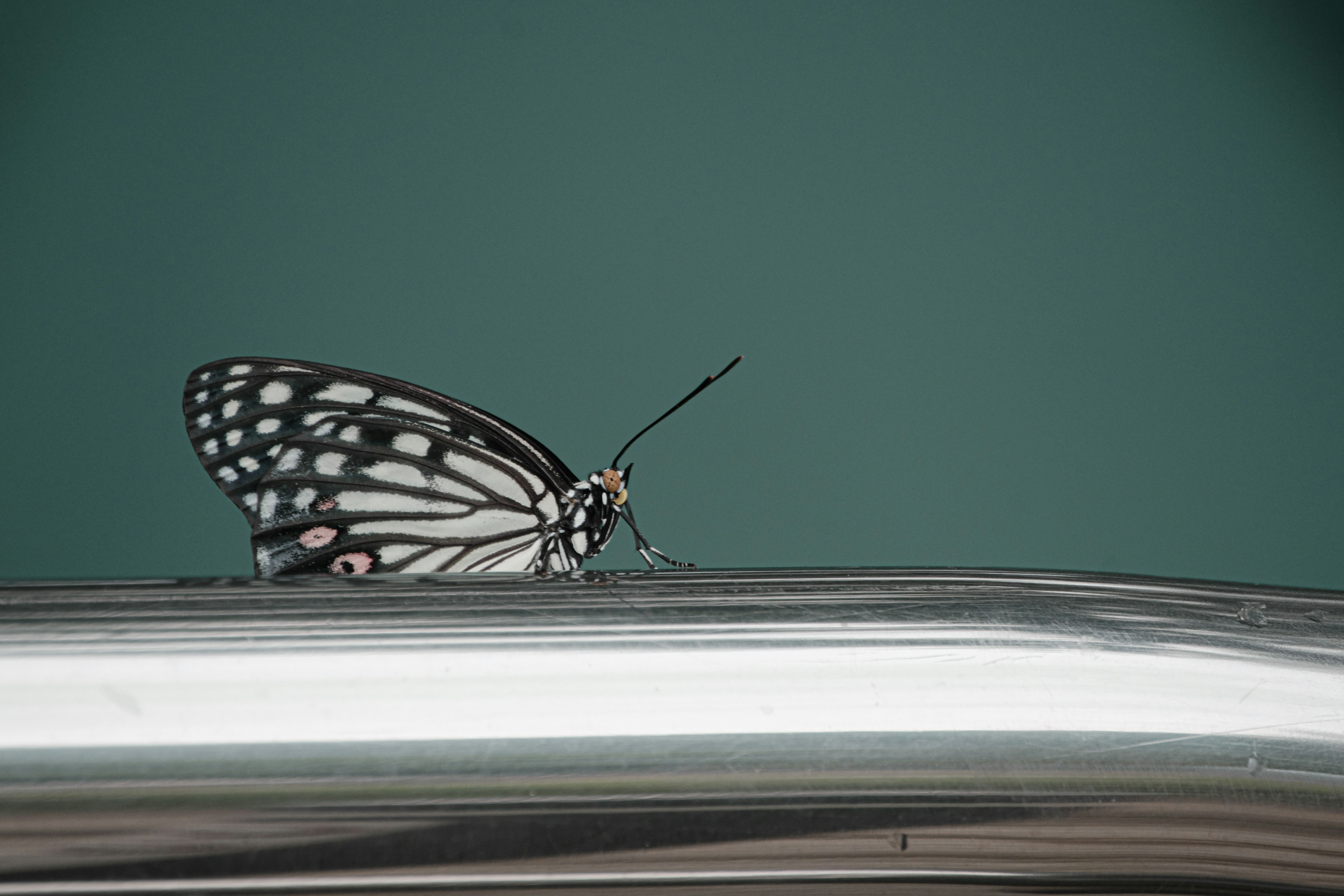 A black and white patterned butterfly resting on a metallic surface