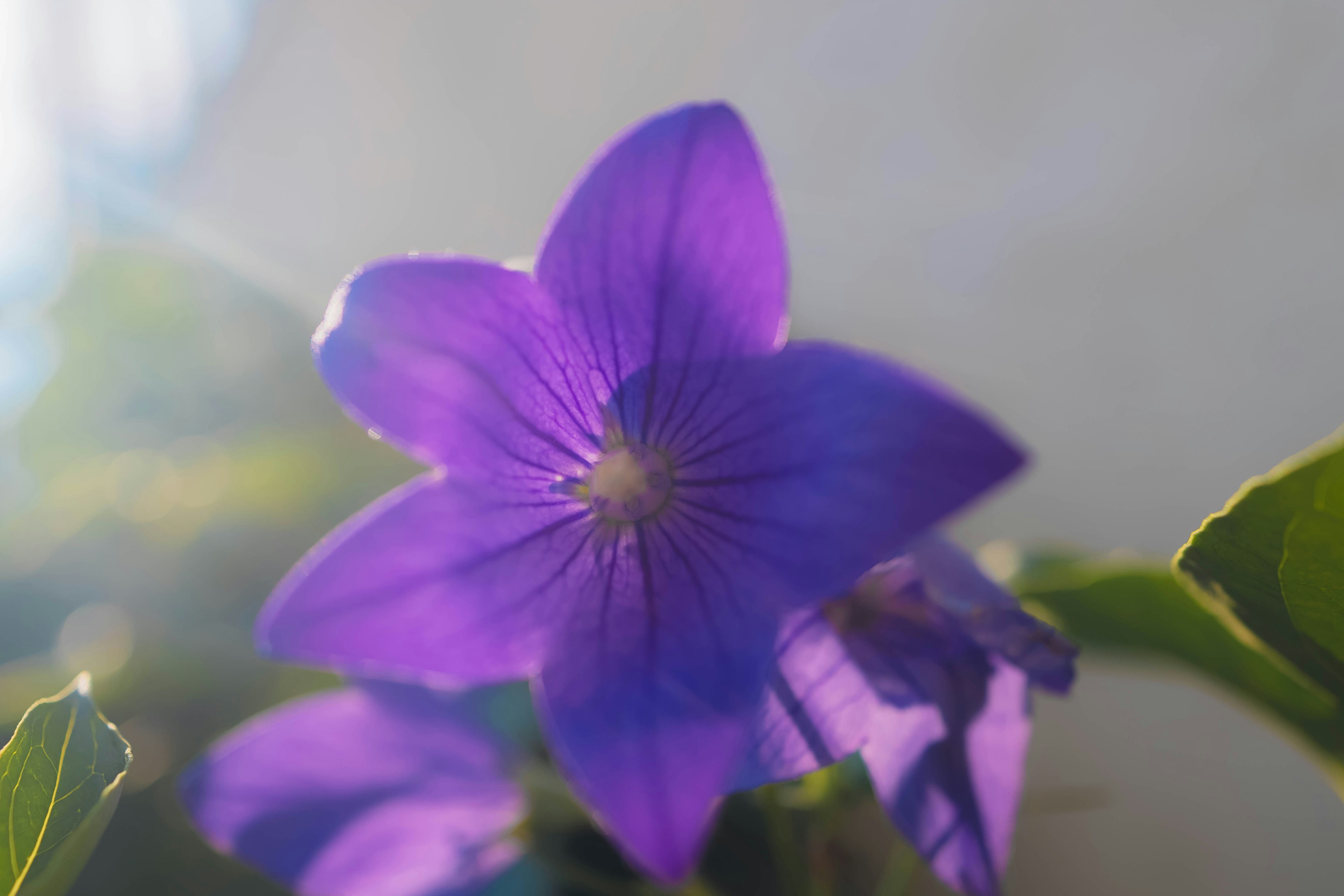 Fiore viola vibrante che fiorisce al sole