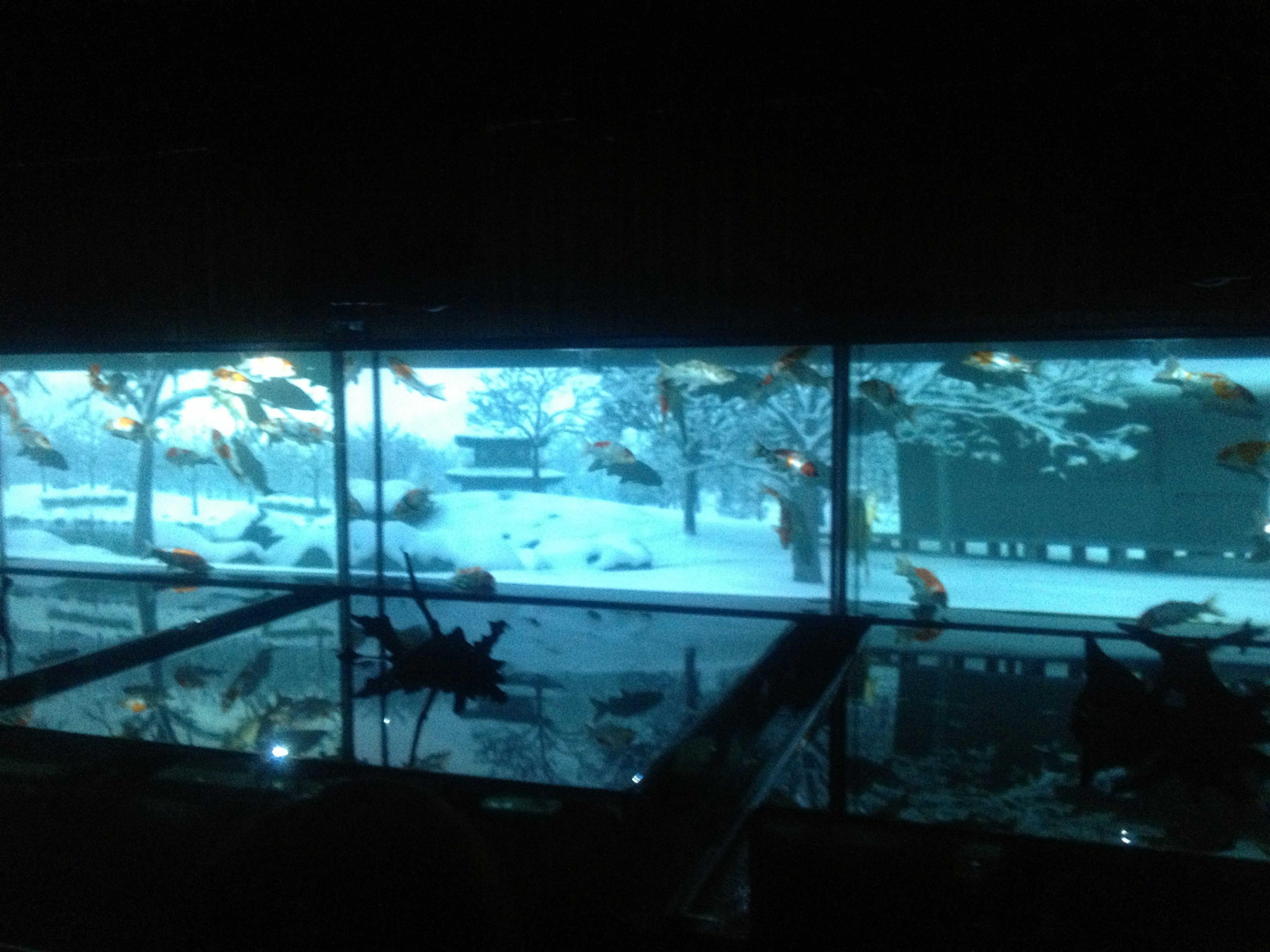 Aquarium with swimming fish and snowy landscape in a dark room