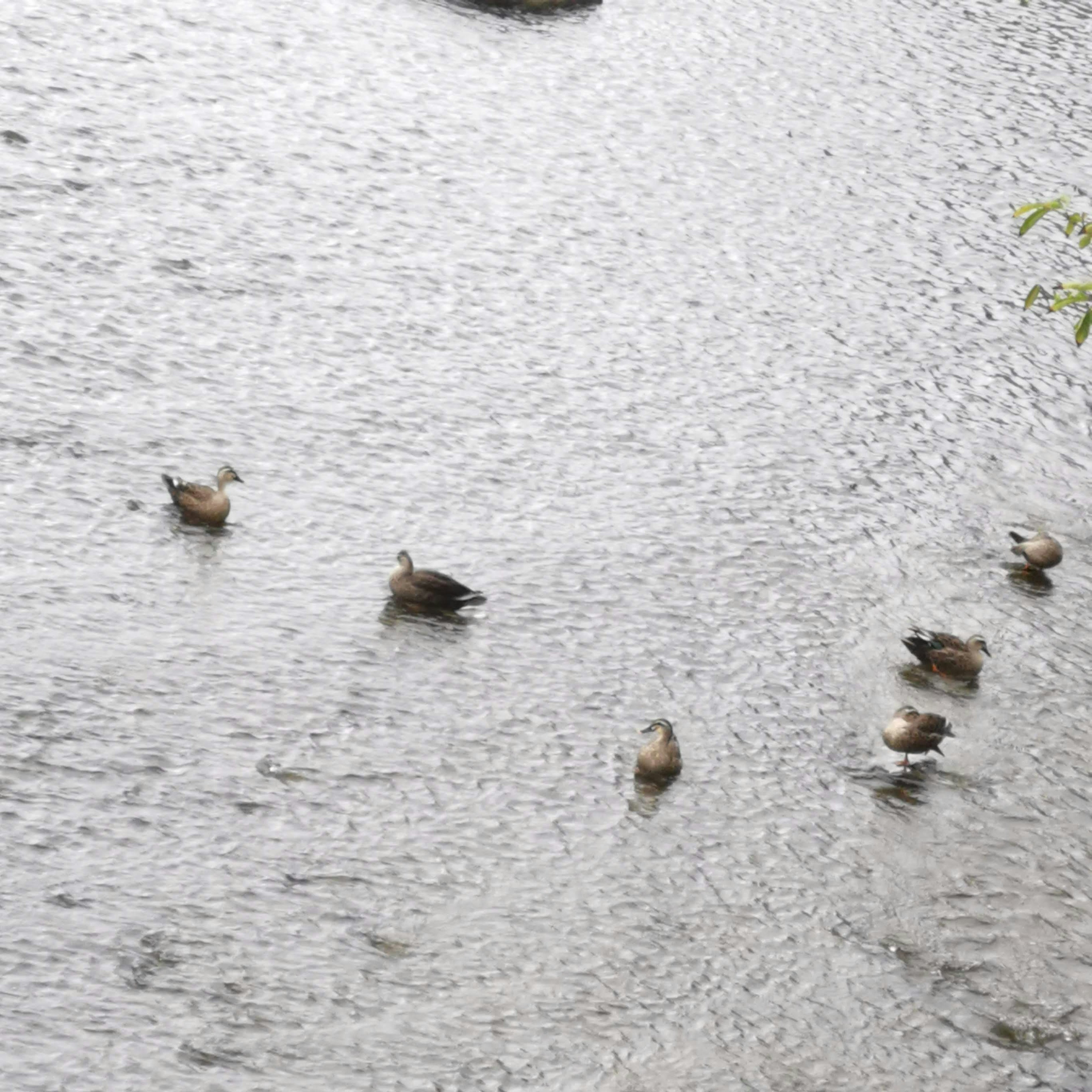 A scene with several ducks floating on the water surface