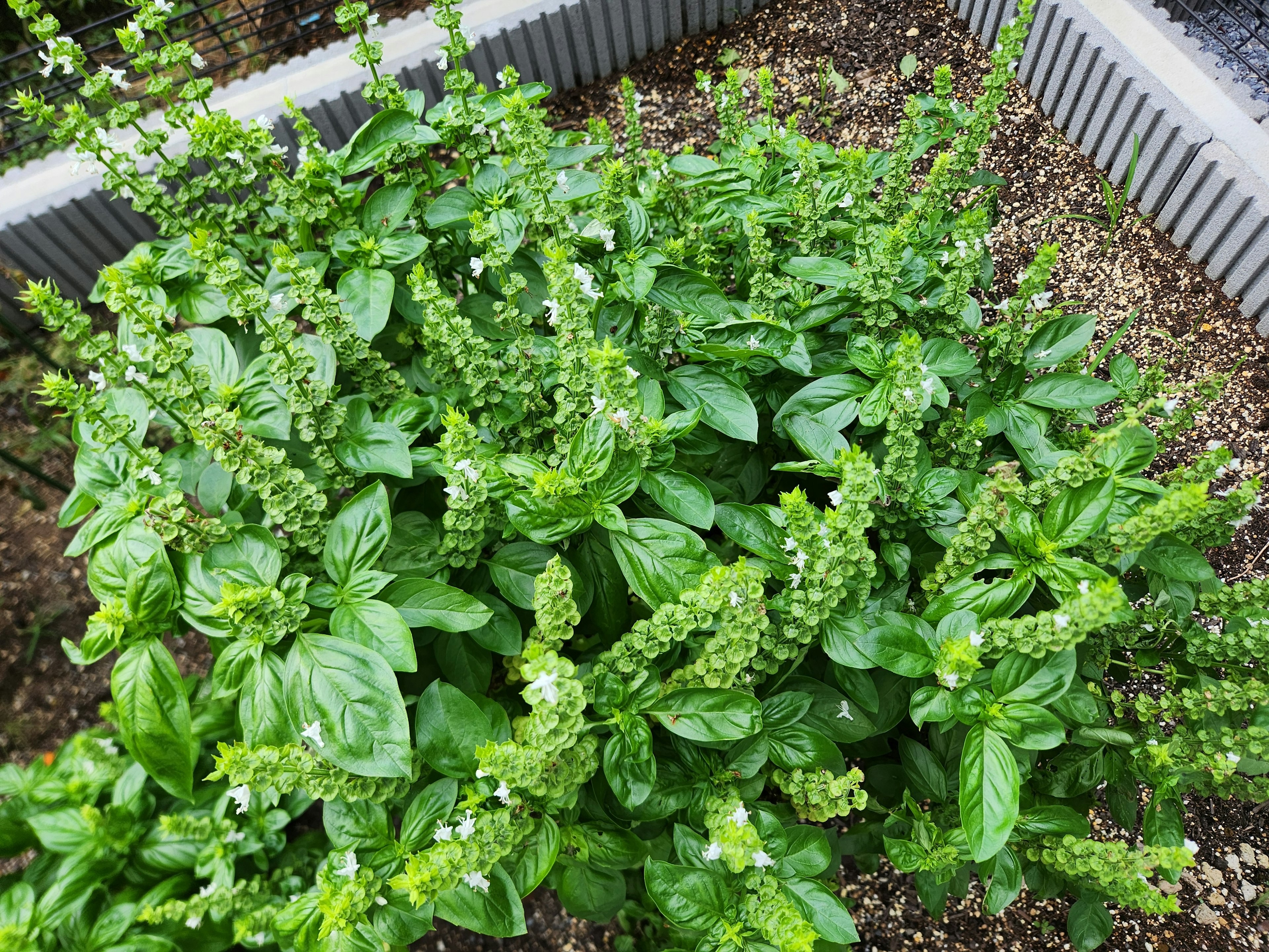 緑豊かなバジルの植物が生い茂る様子