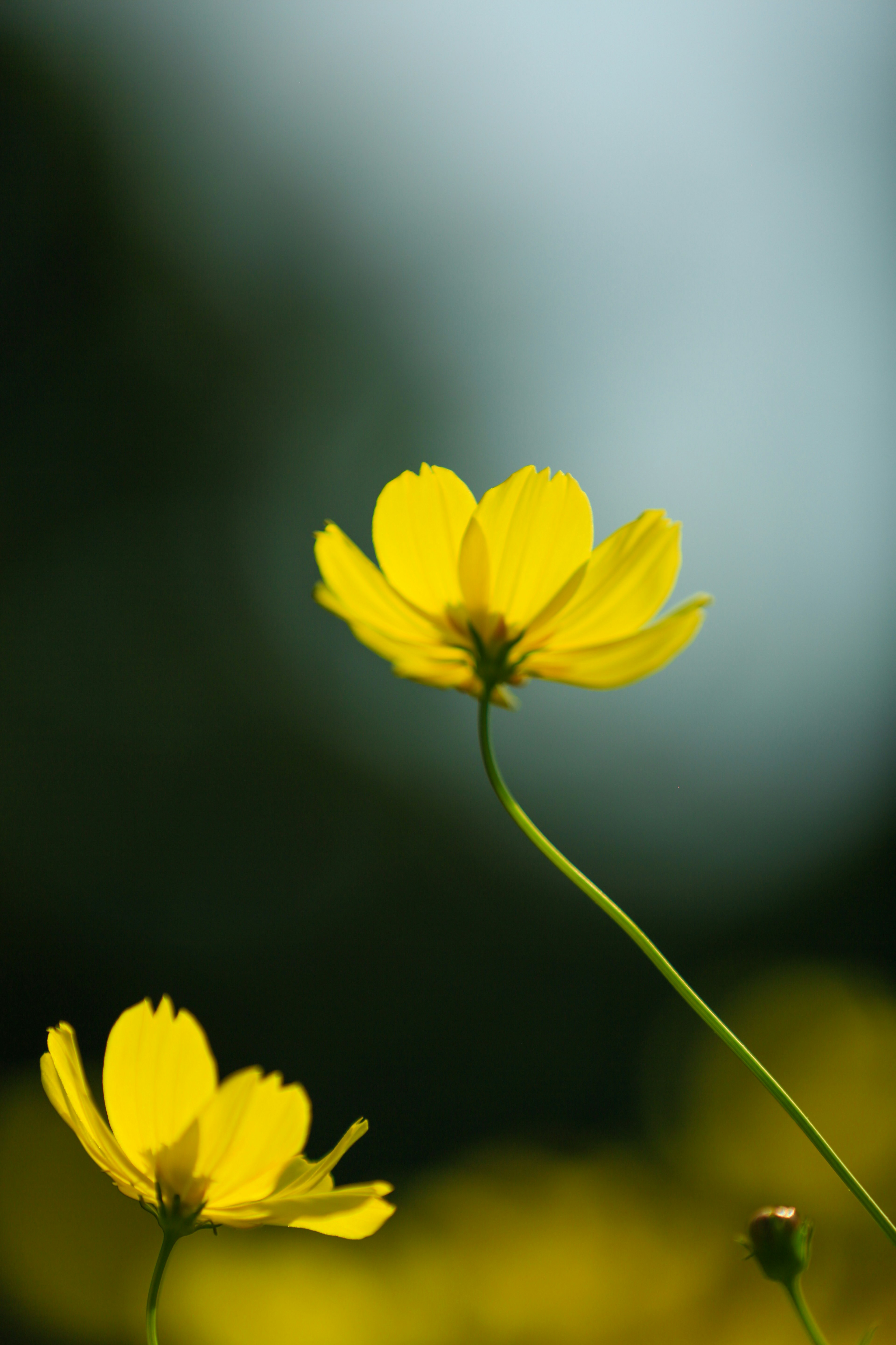 Helle gelbe Blumen heben sich vor einem verschwommenen blauen Hintergrund ab