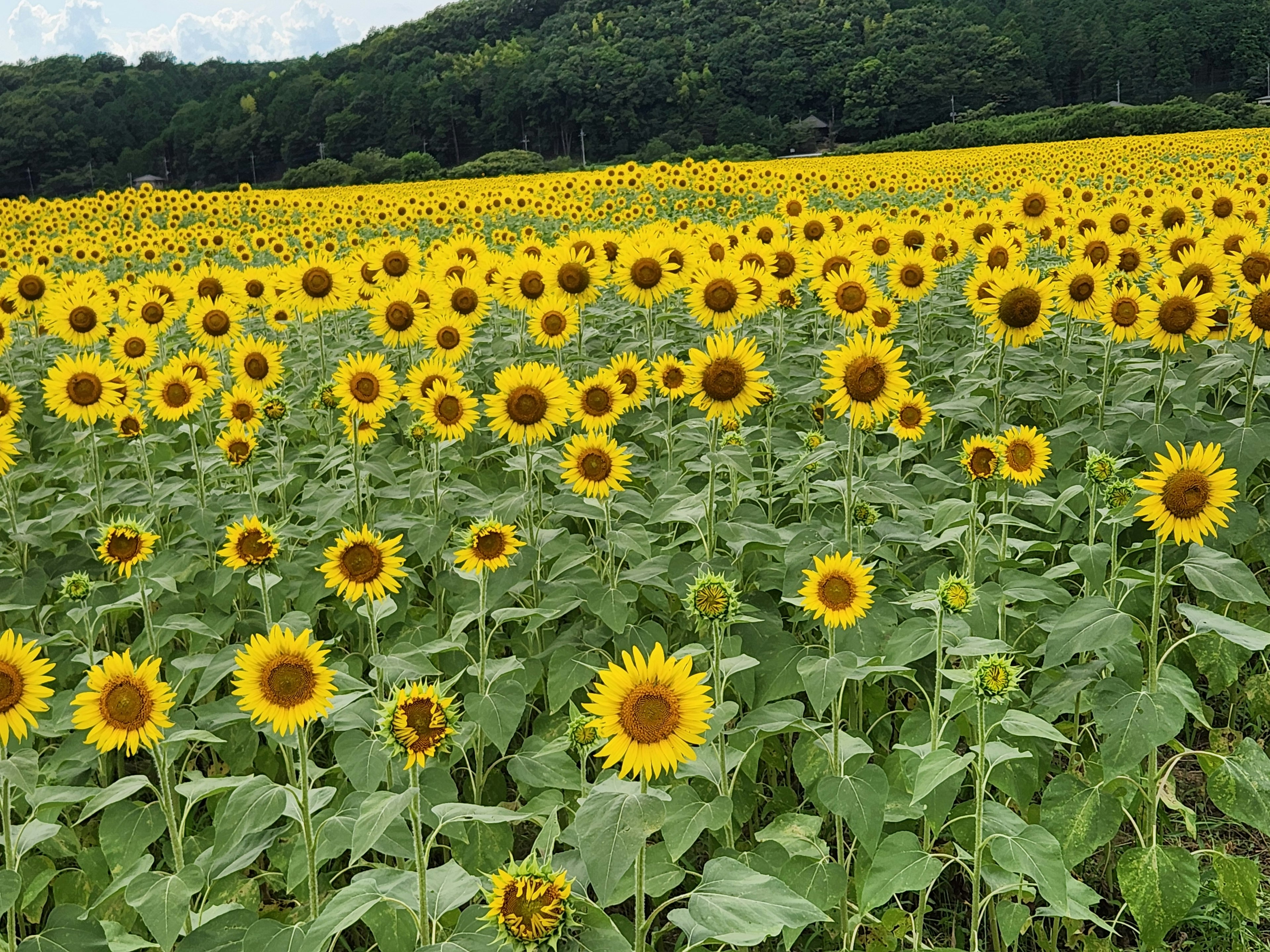 広がるひまわり畑の風景 緑の葉と鮮やかな黄色の花々