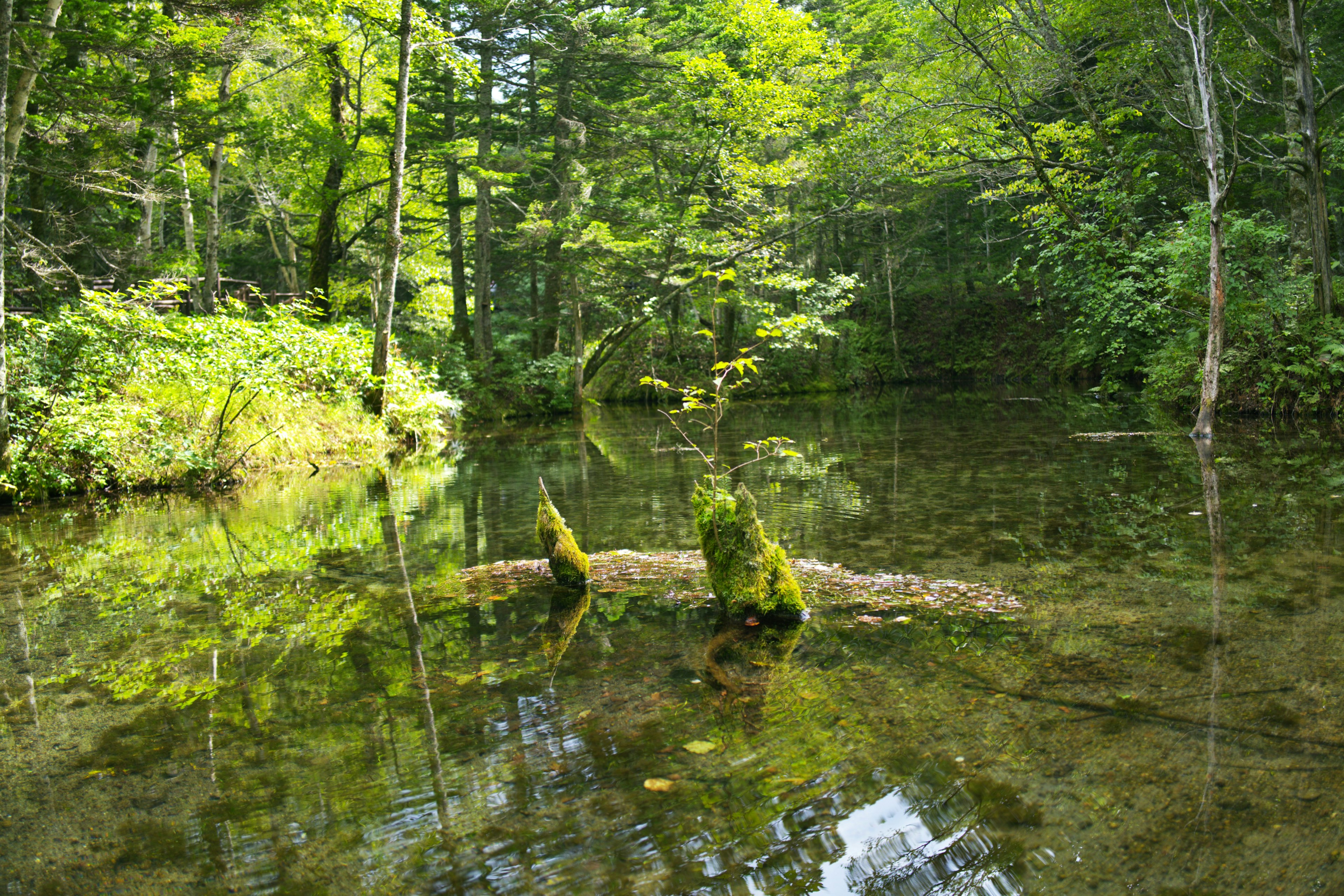 Escena de estanque sereno en el bosque con árboles verdes y reflejos en el agua