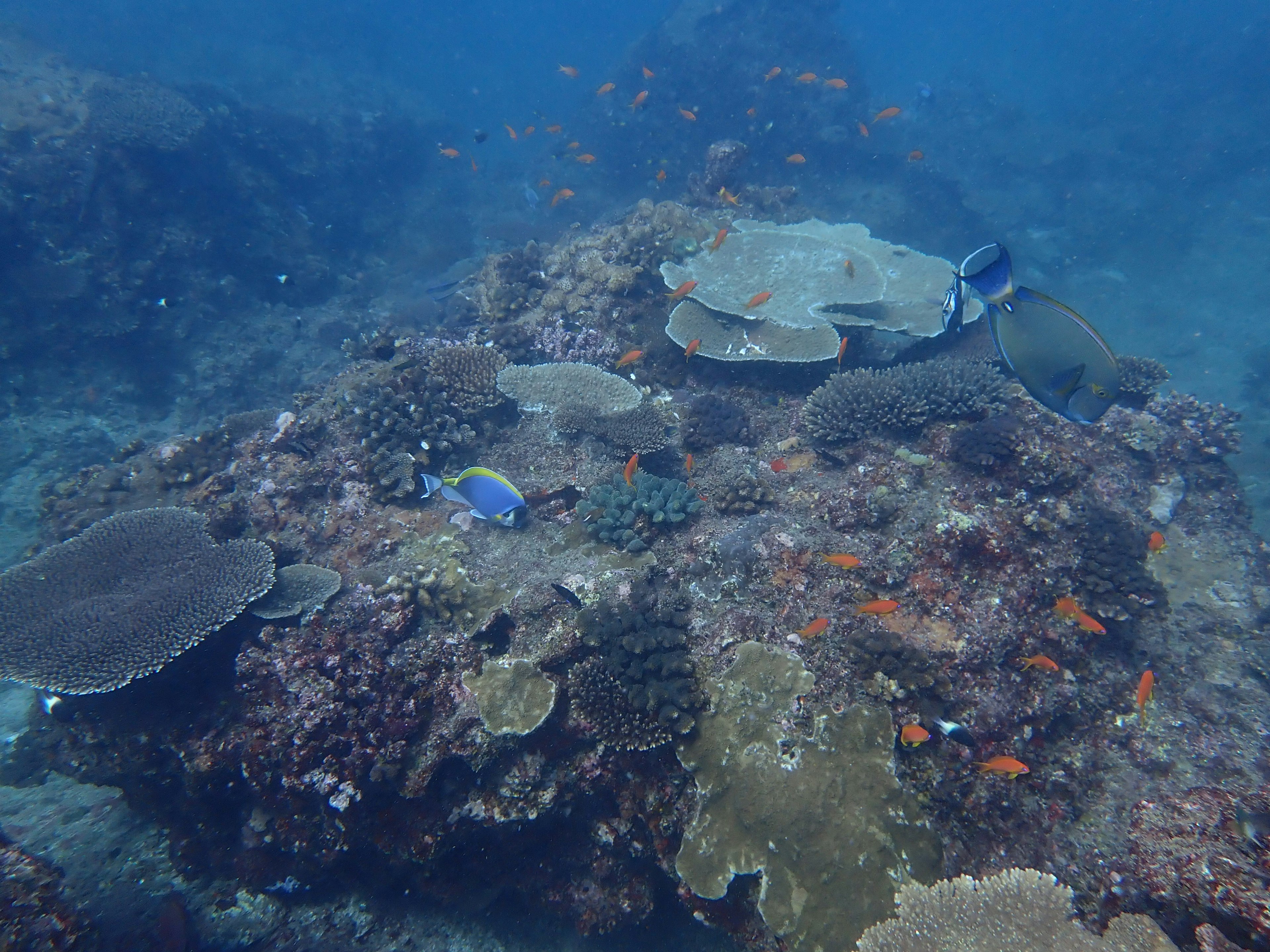 Scena subacquea di un reef corallino con pesci vari che nuotano