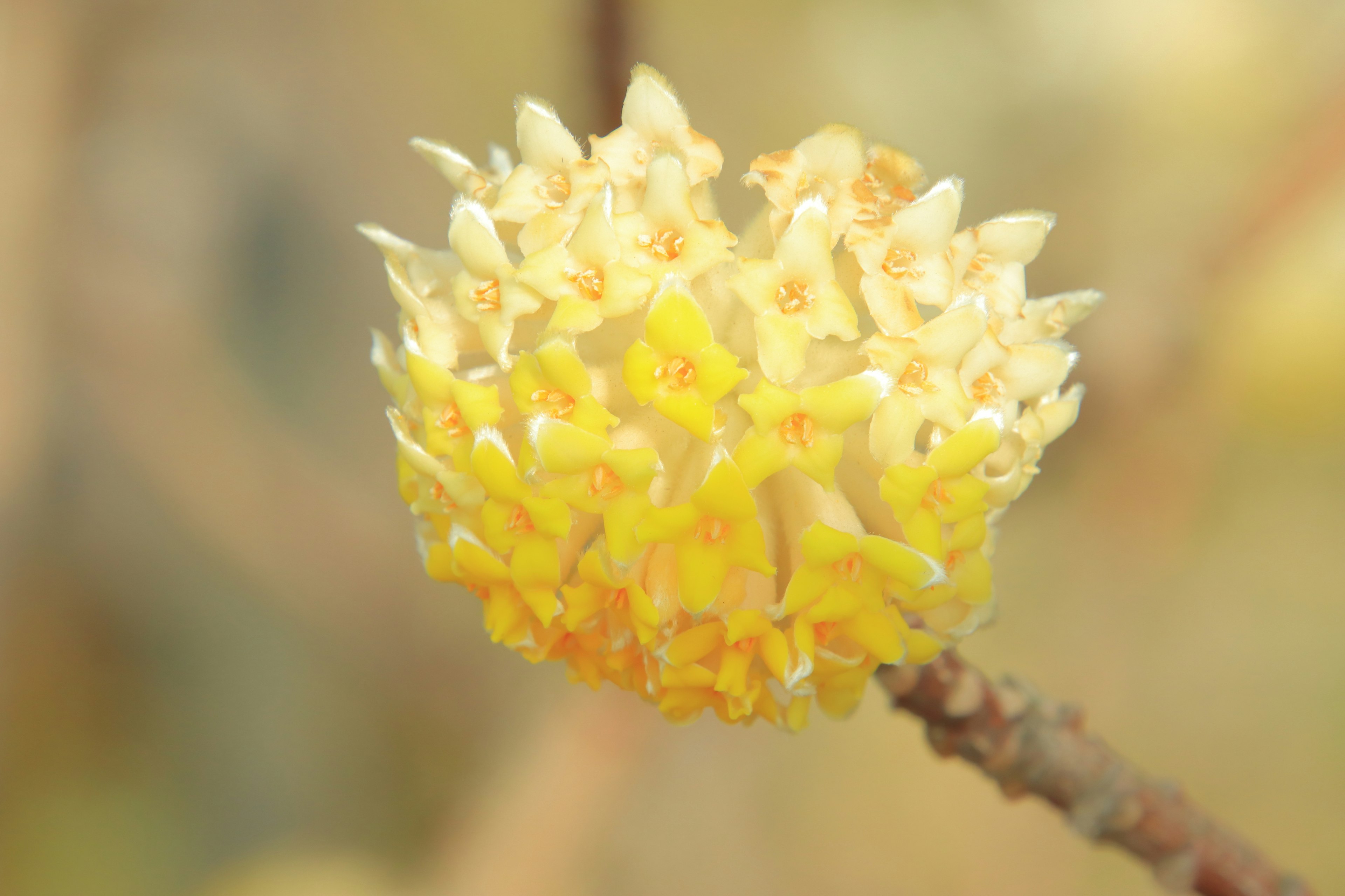 Close-up of a yellow flowering plant