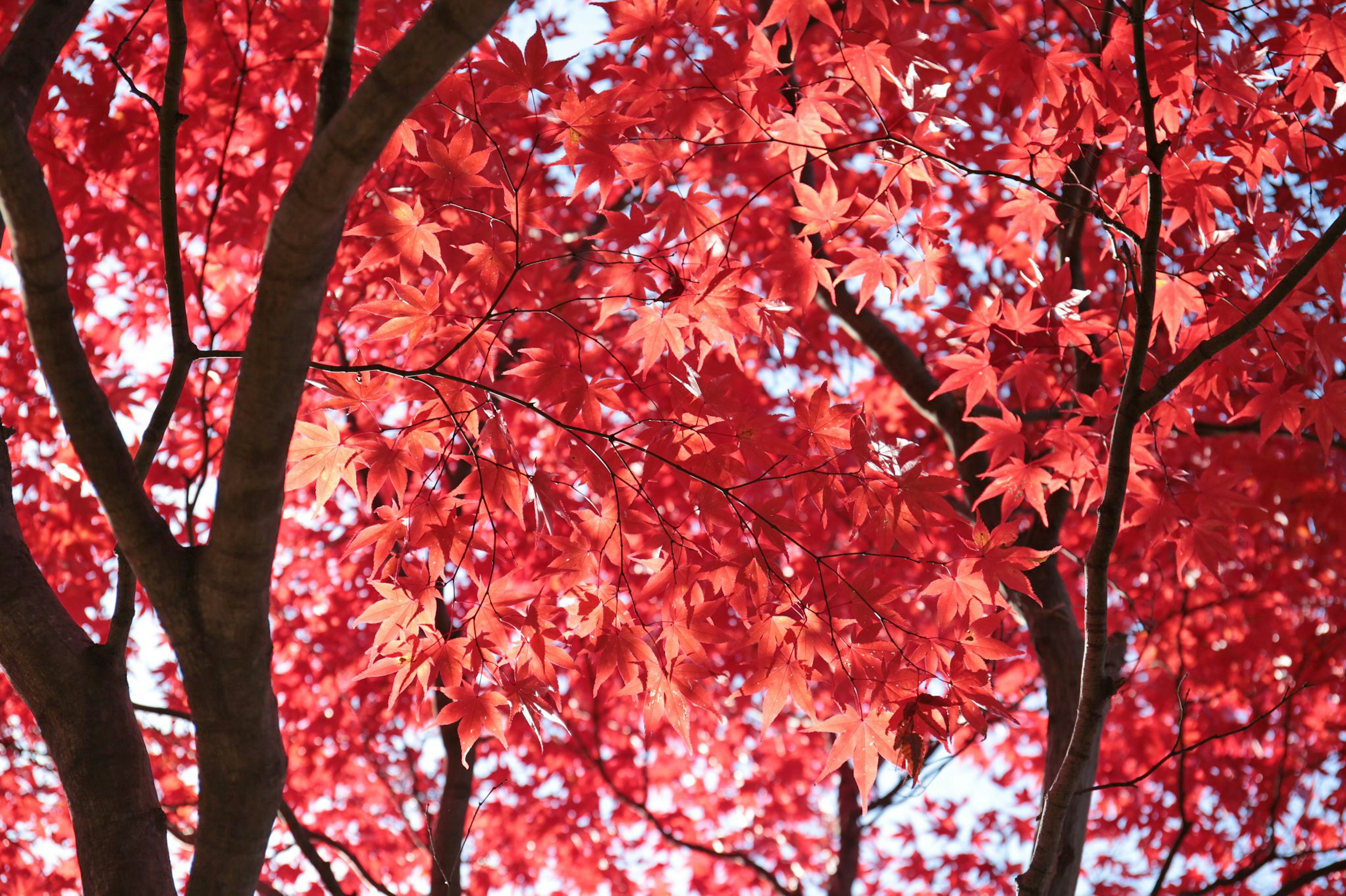 Beautiful scene of trees with vibrant red leaves