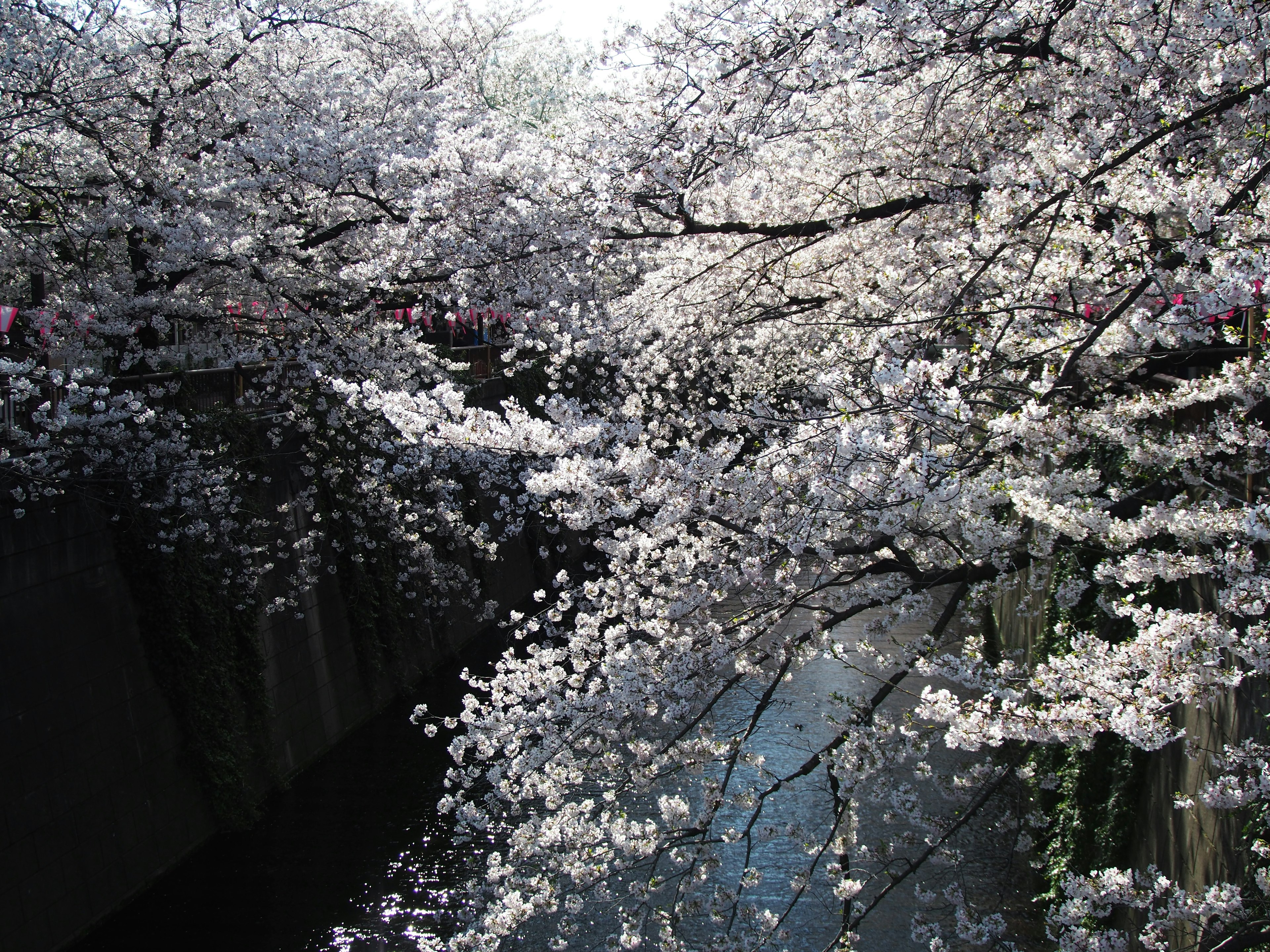 Alberi di ciliegio in fiore sopra un fiume sereno