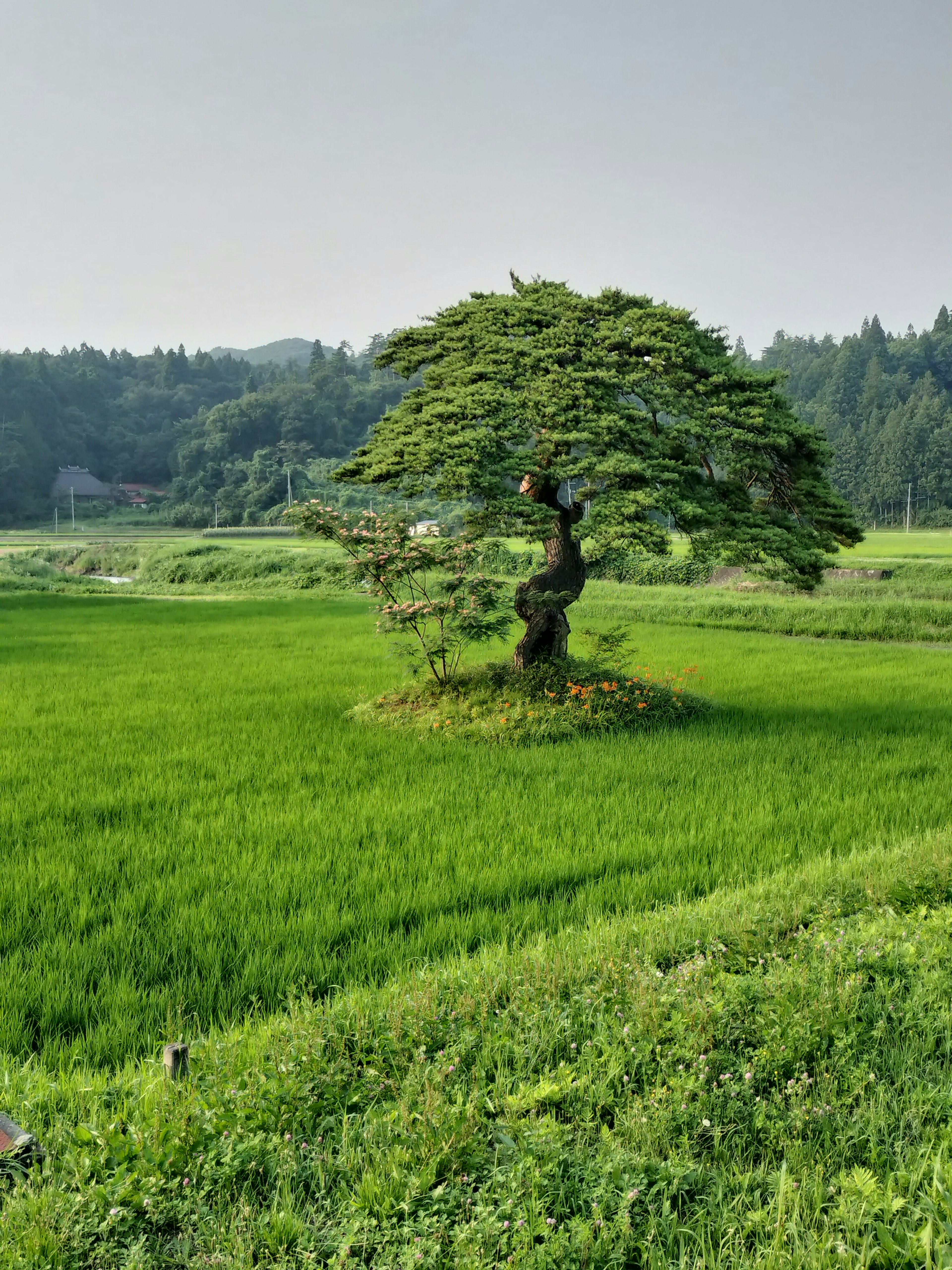 Un albero distintivo che si erge in un campo di riso verdeggiante