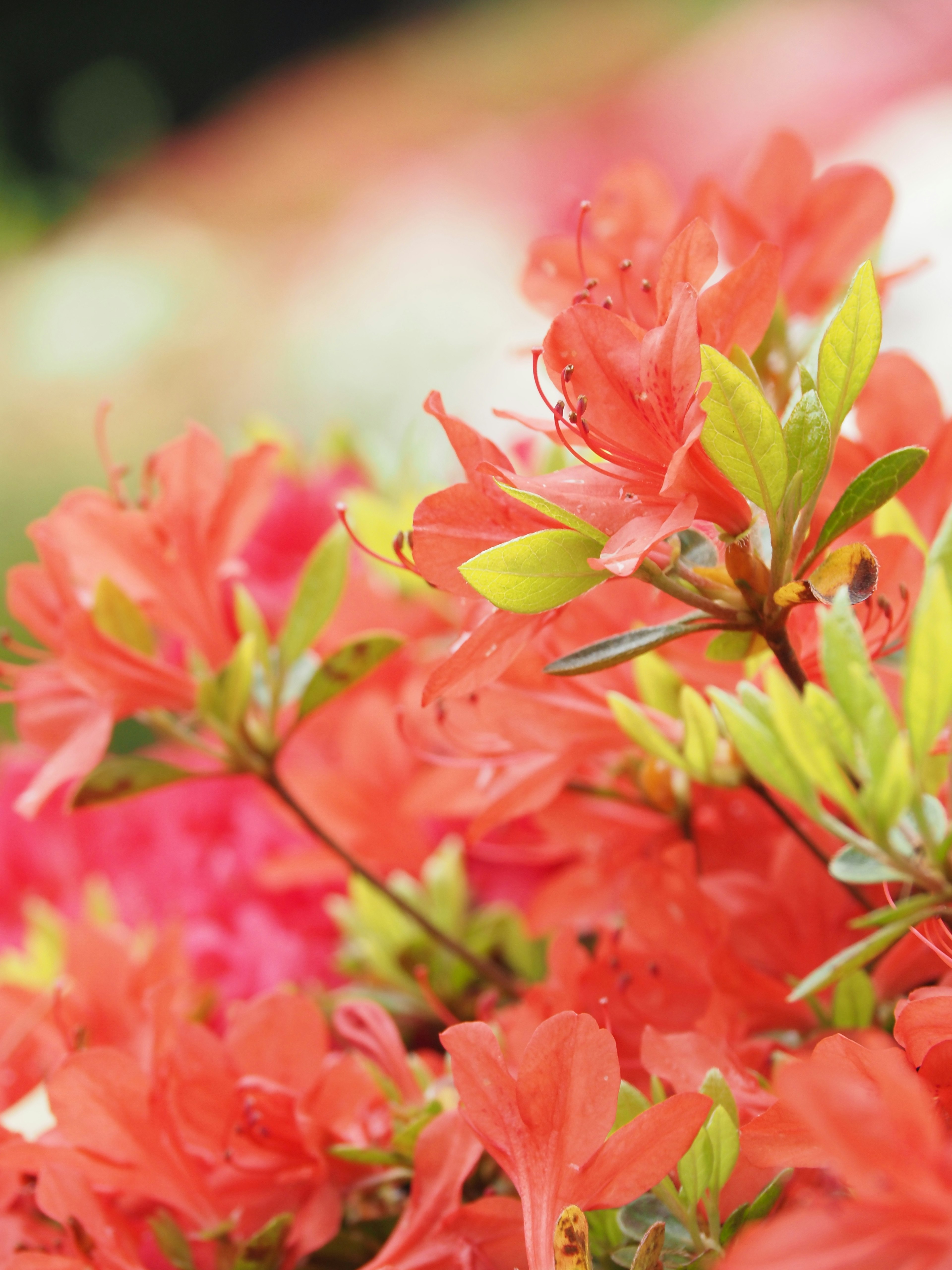 Flores de azalea naranja vibrante con fondo borroso