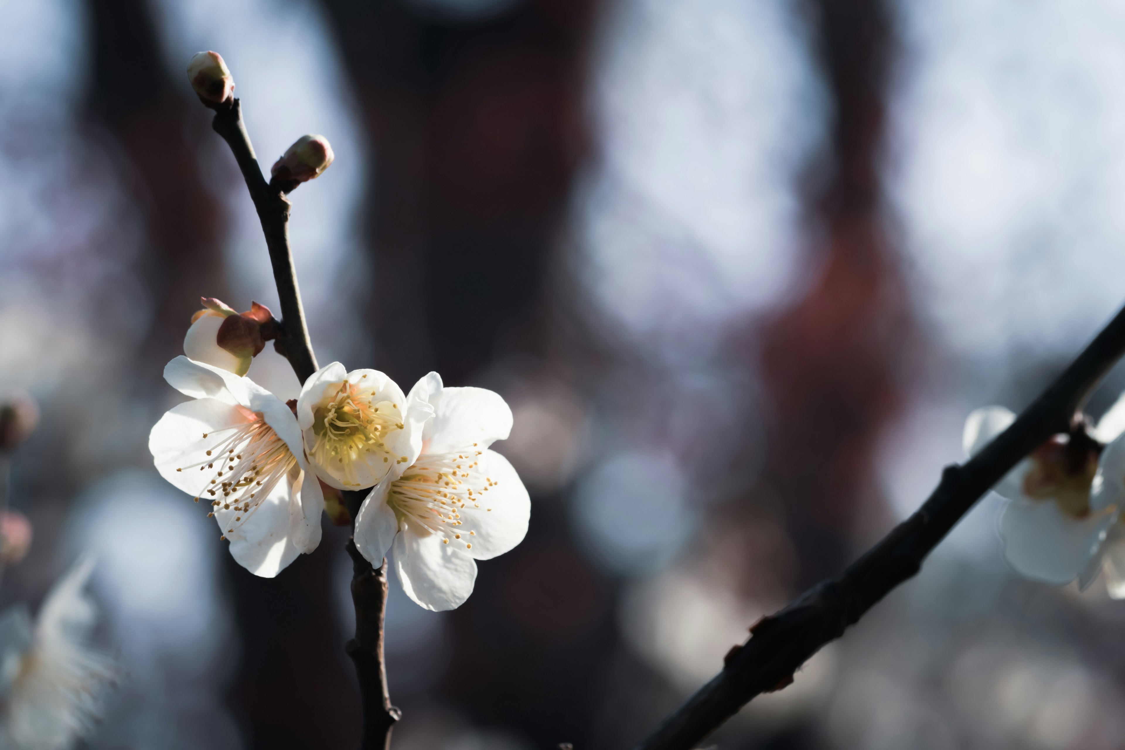 Kedekatan bunga plum putih yang mekar di cabang