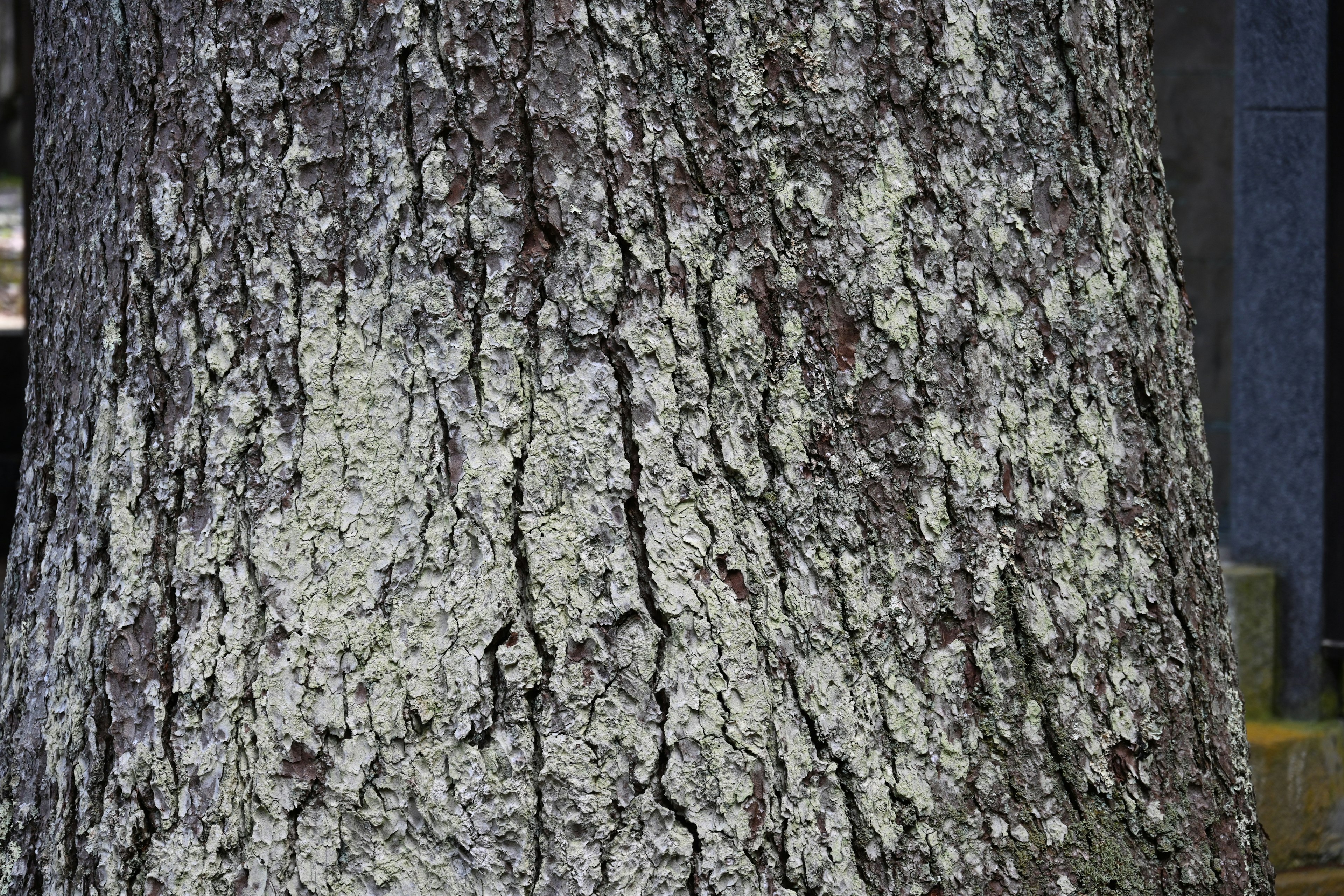 Textura y patrones detallados de un tronco de árbol