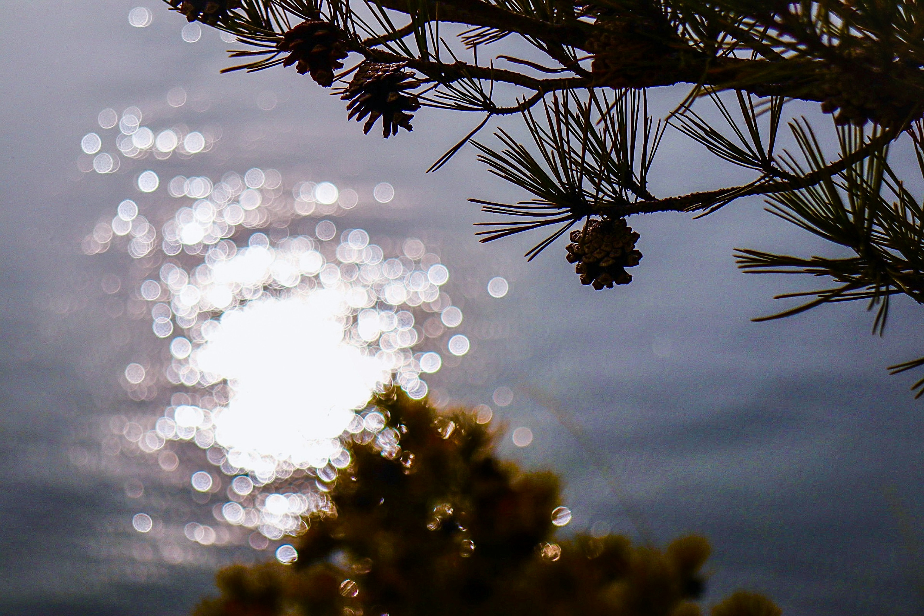 Silueta de ramas de pino con conos reflejando la luz del sol en la superficie del agua