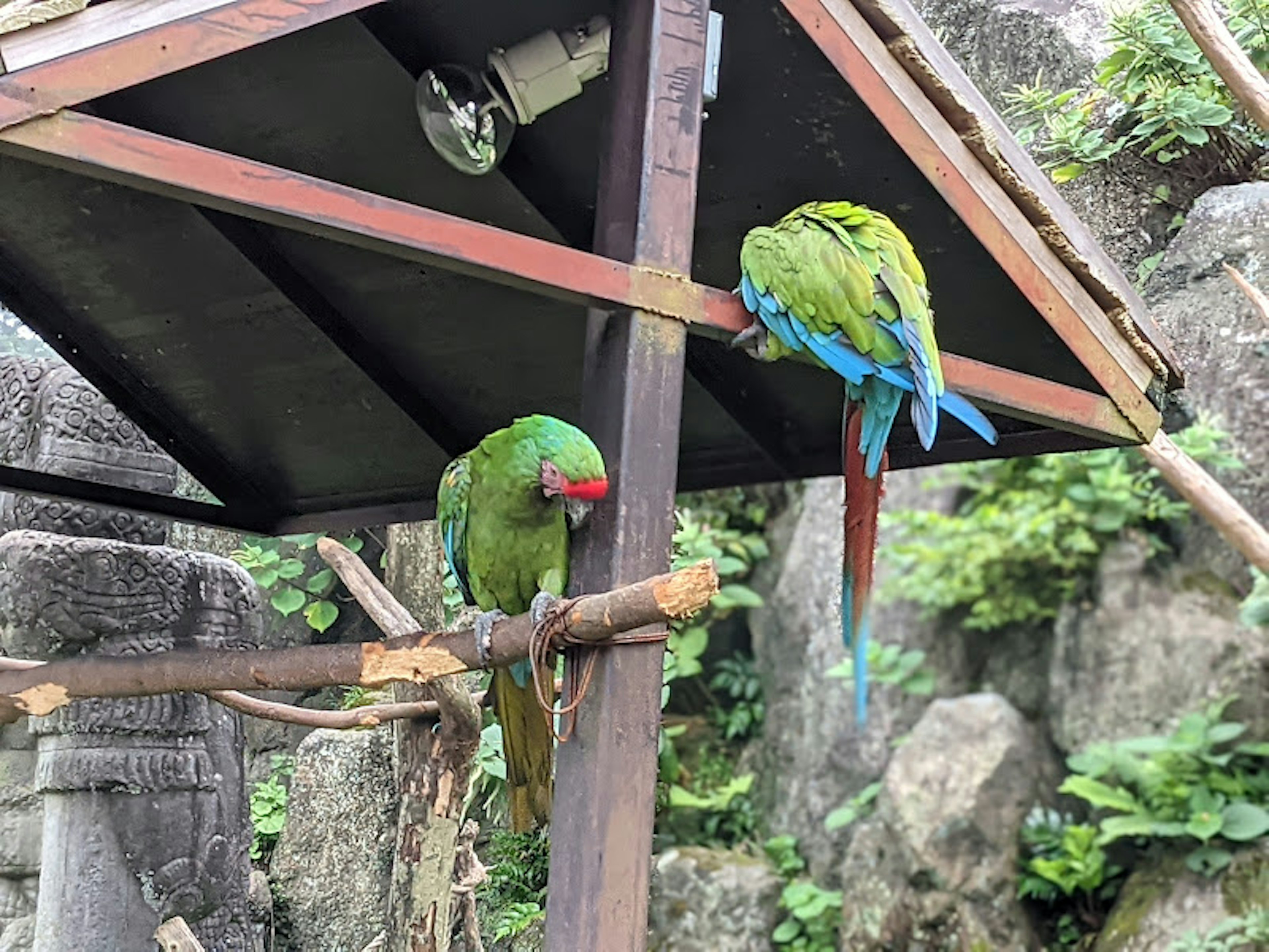 Dos loros verdes posados en una estructura de madera en un entorno natural