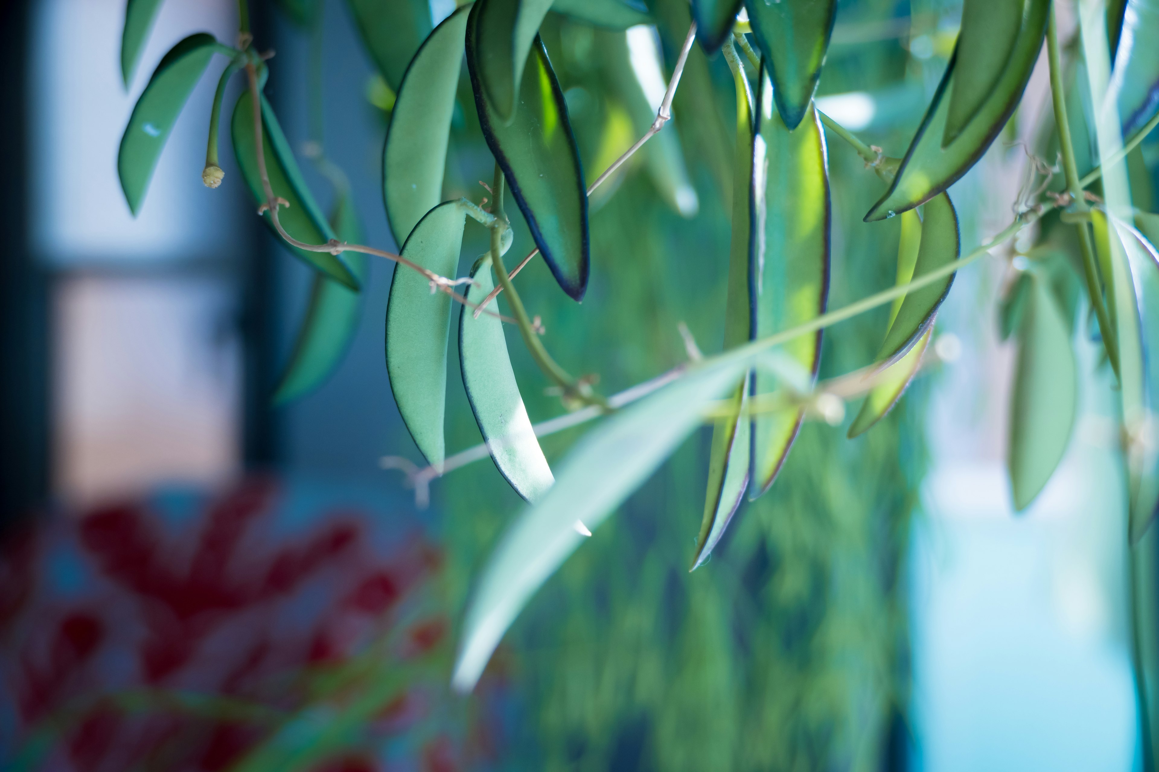 植物上悬挂的绿叶特写图像