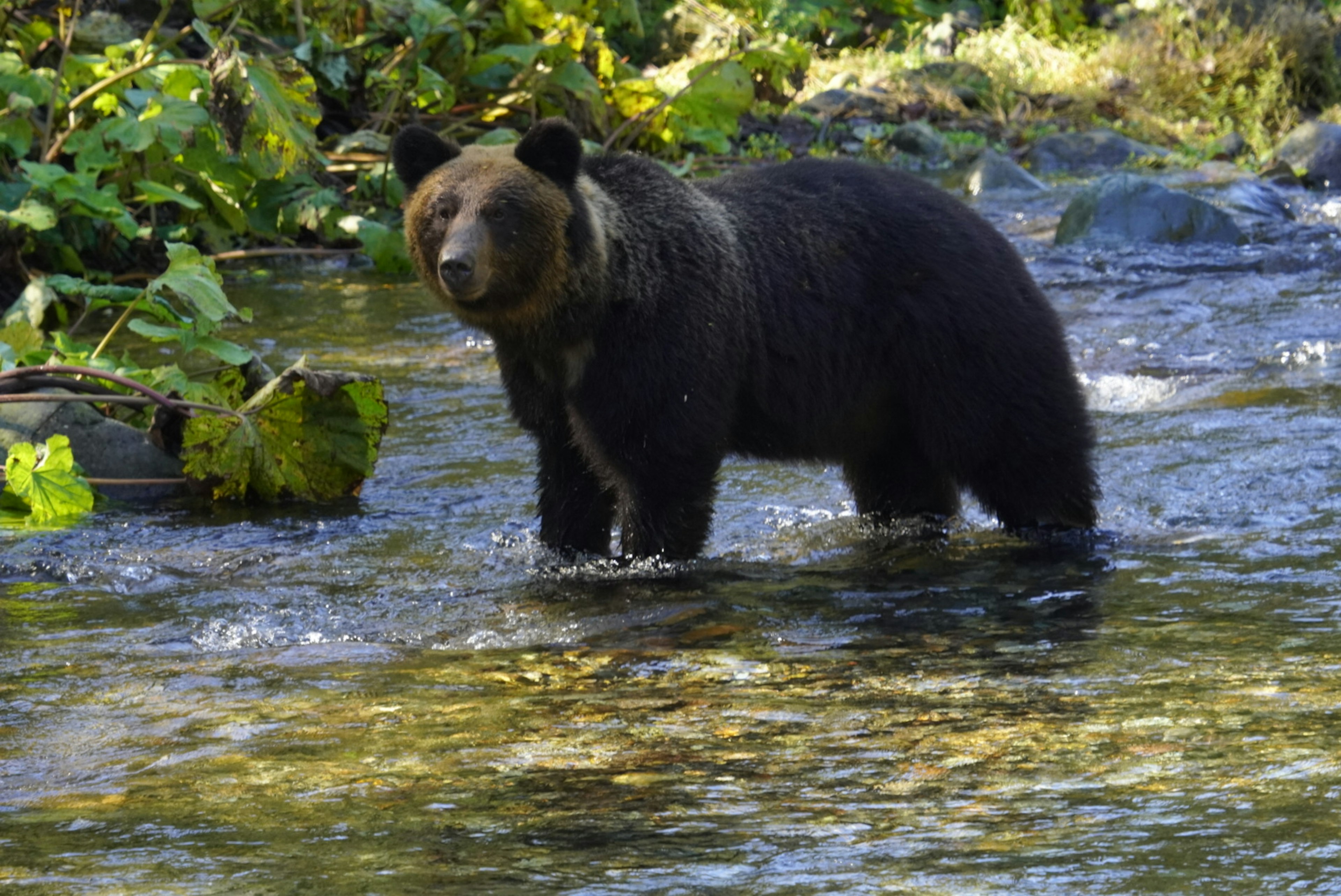 Oso pardo de pie en un río rodeado de follaje verde