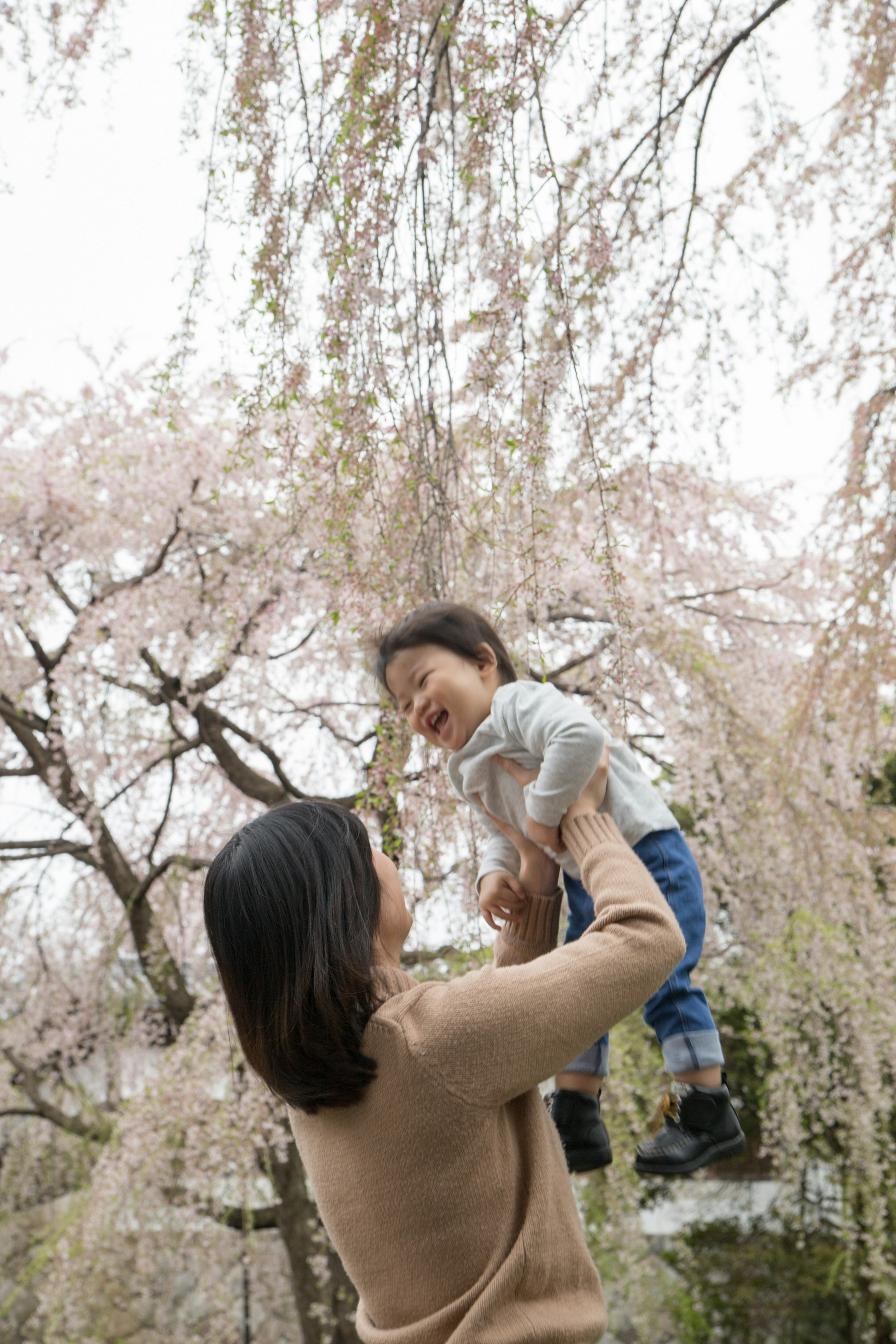 母親が子供を抱き上げている桜の木の下の風景