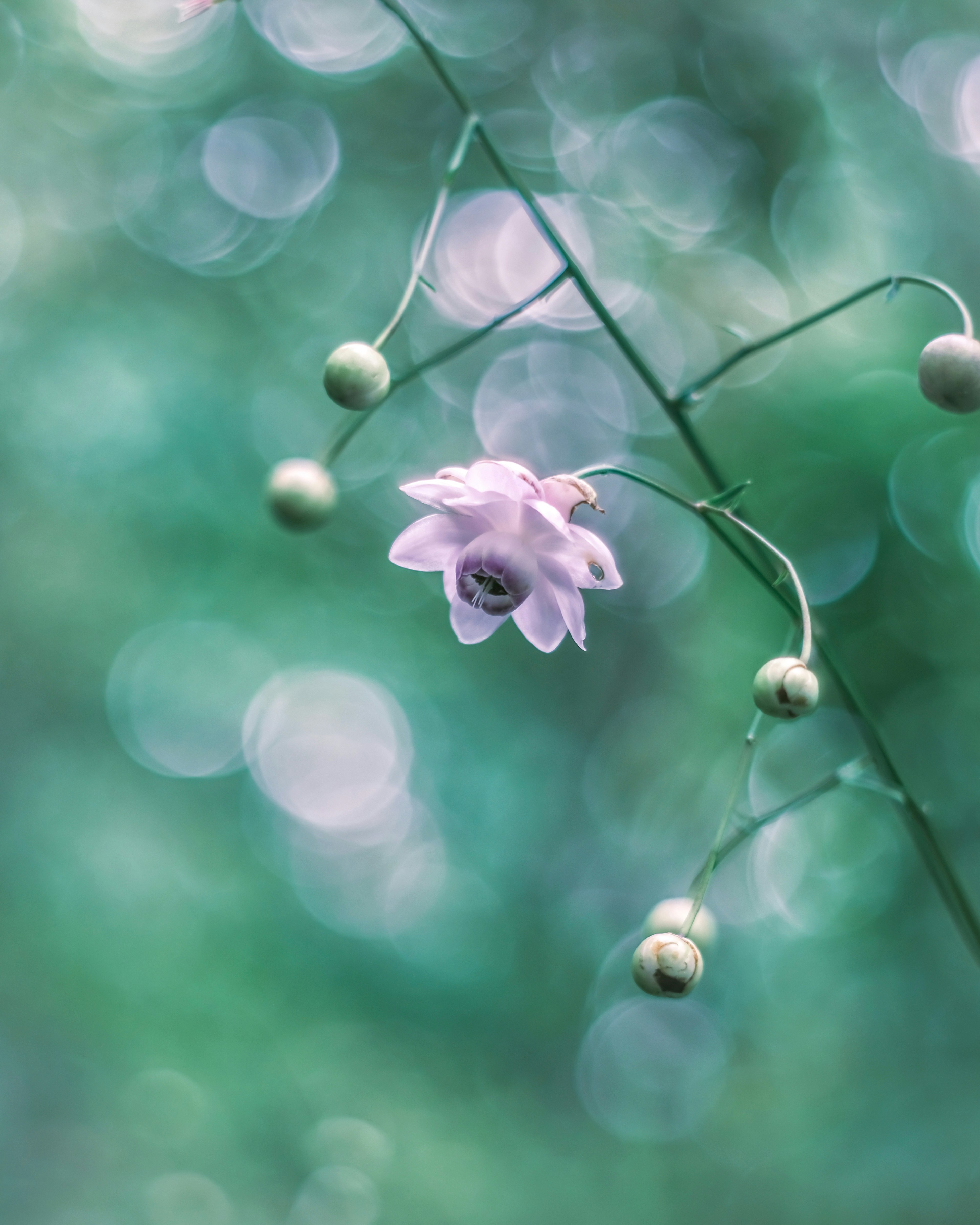 Branche avec une fleur rose et des bourgeons sur un fond flou vert