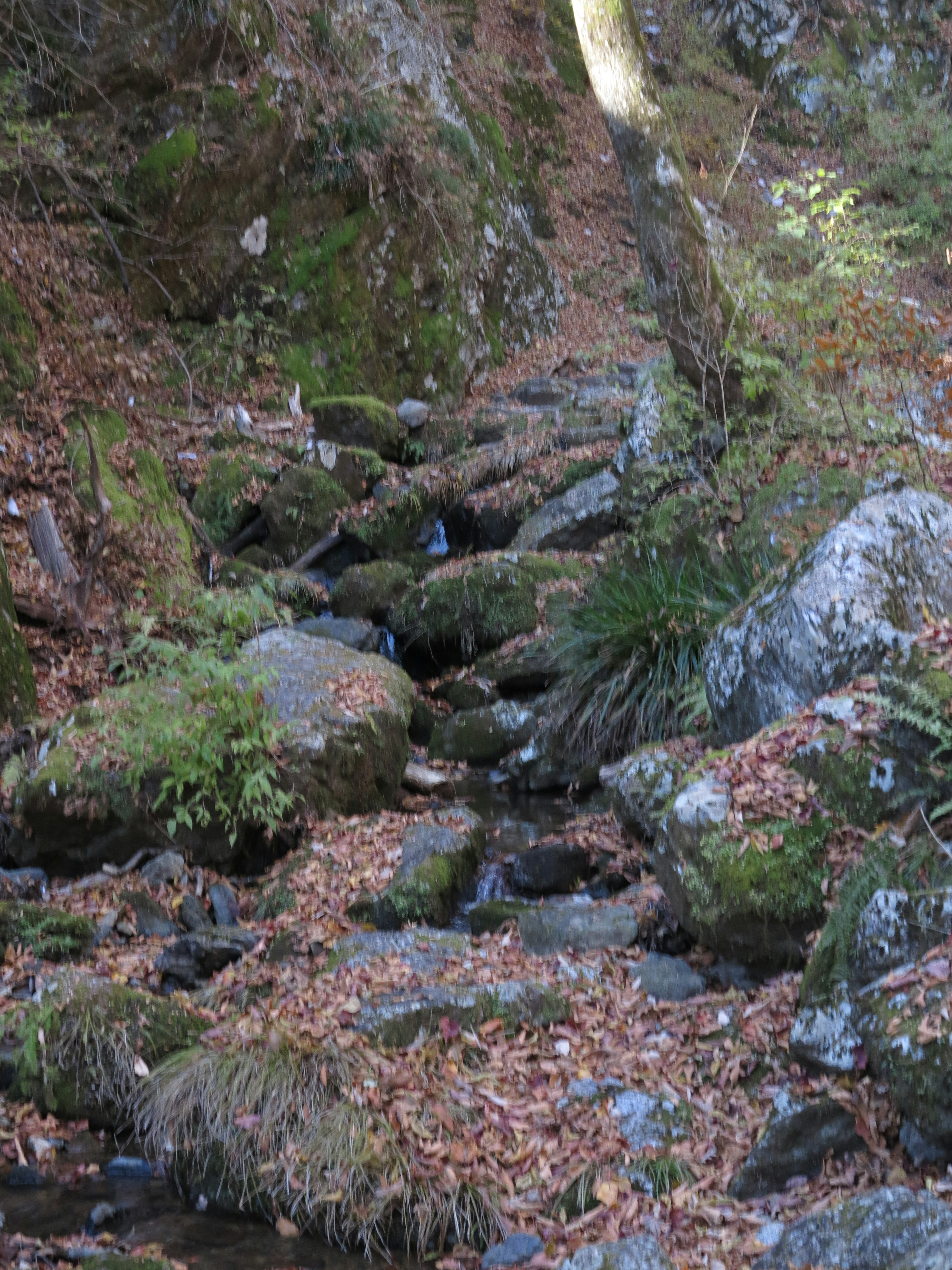 Malersicher Blick auf einen Bach mit Steinen und gefallenen Blättern