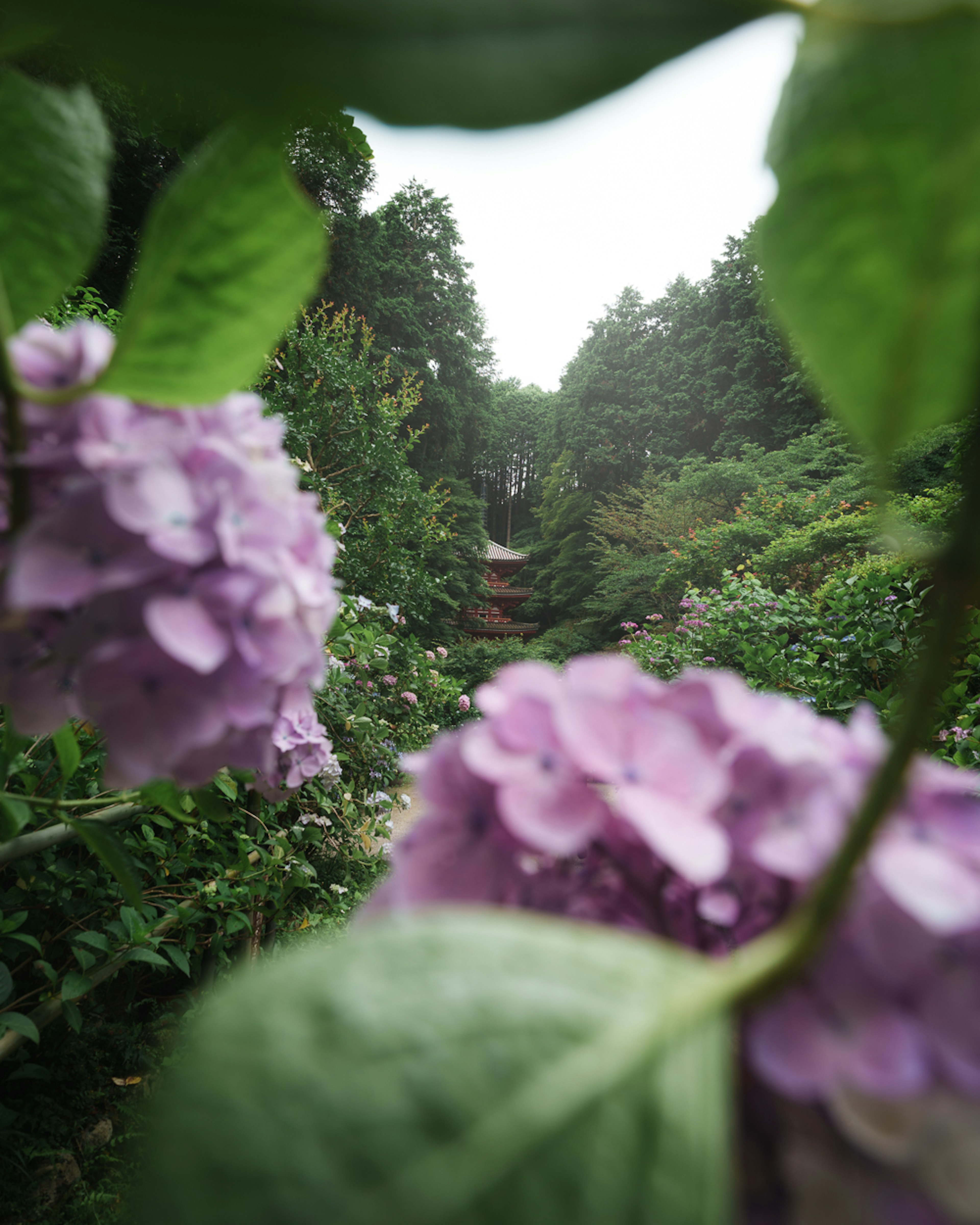 Hydrangea flowers in purple with green leaves in the foreground and a lush landscape in the background