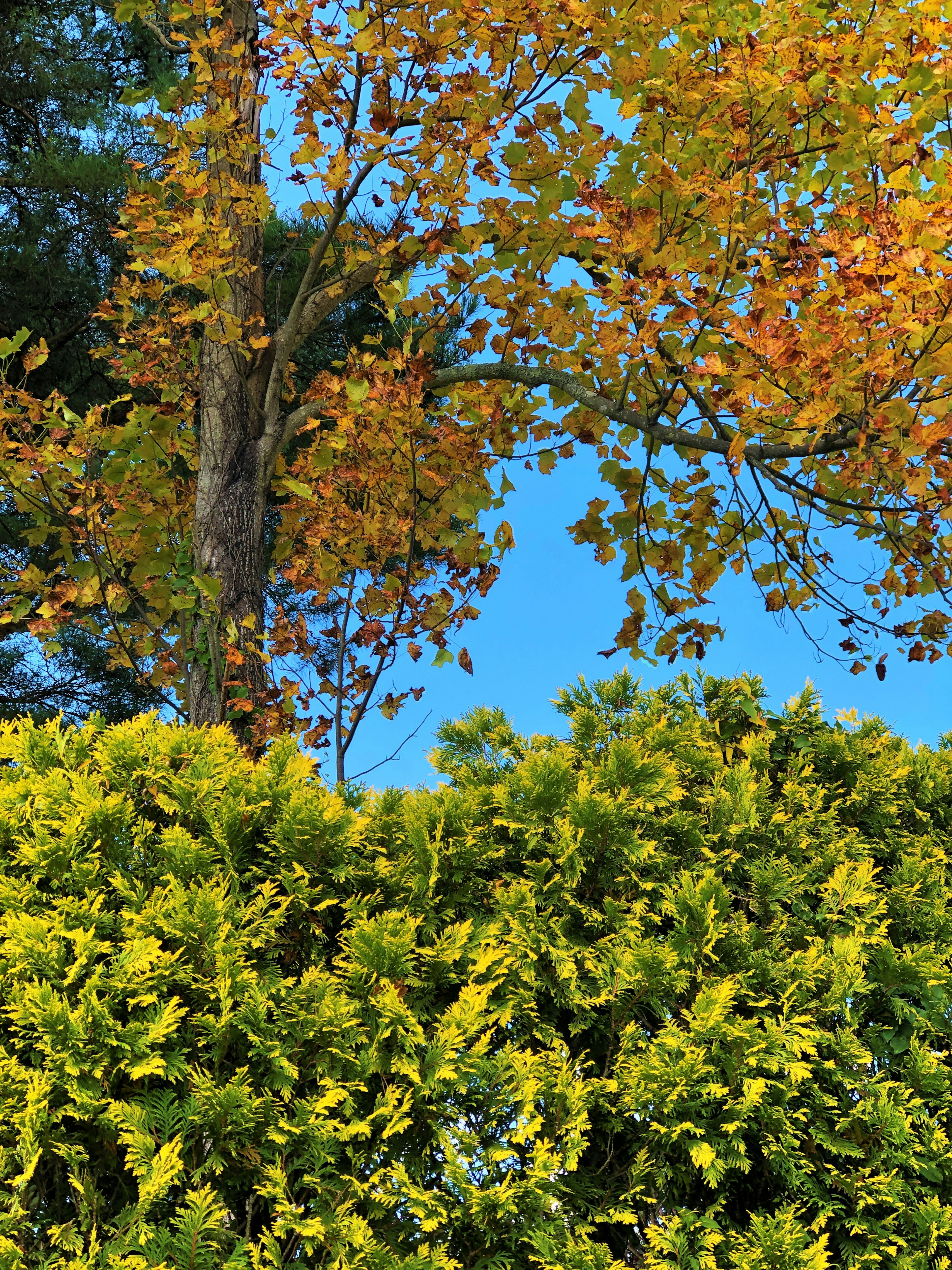 A landscape featuring a blue sky with autumn leaves on trees and green shrubs