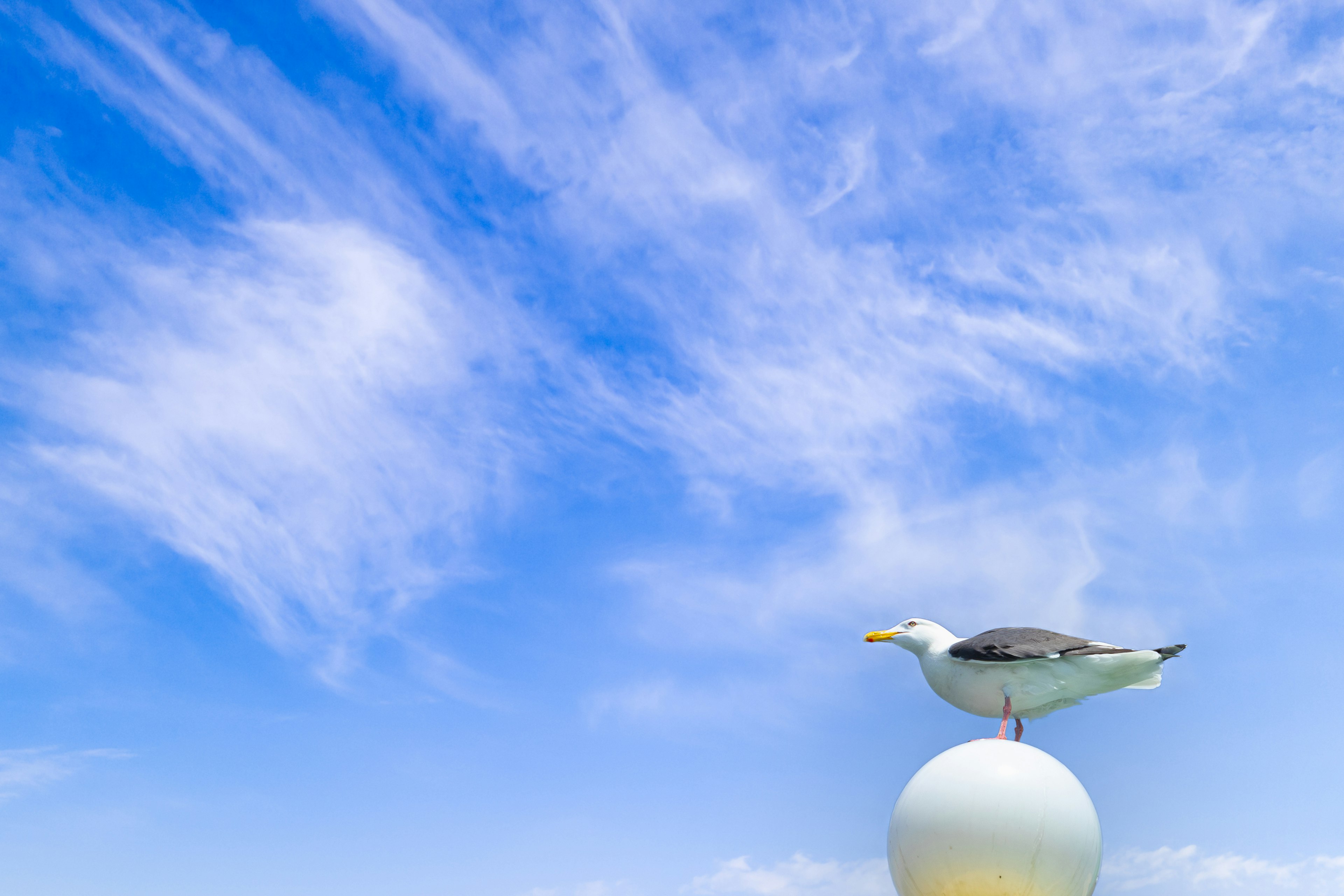 Möwe steht auf einem Ball unter einem blauen Himmel