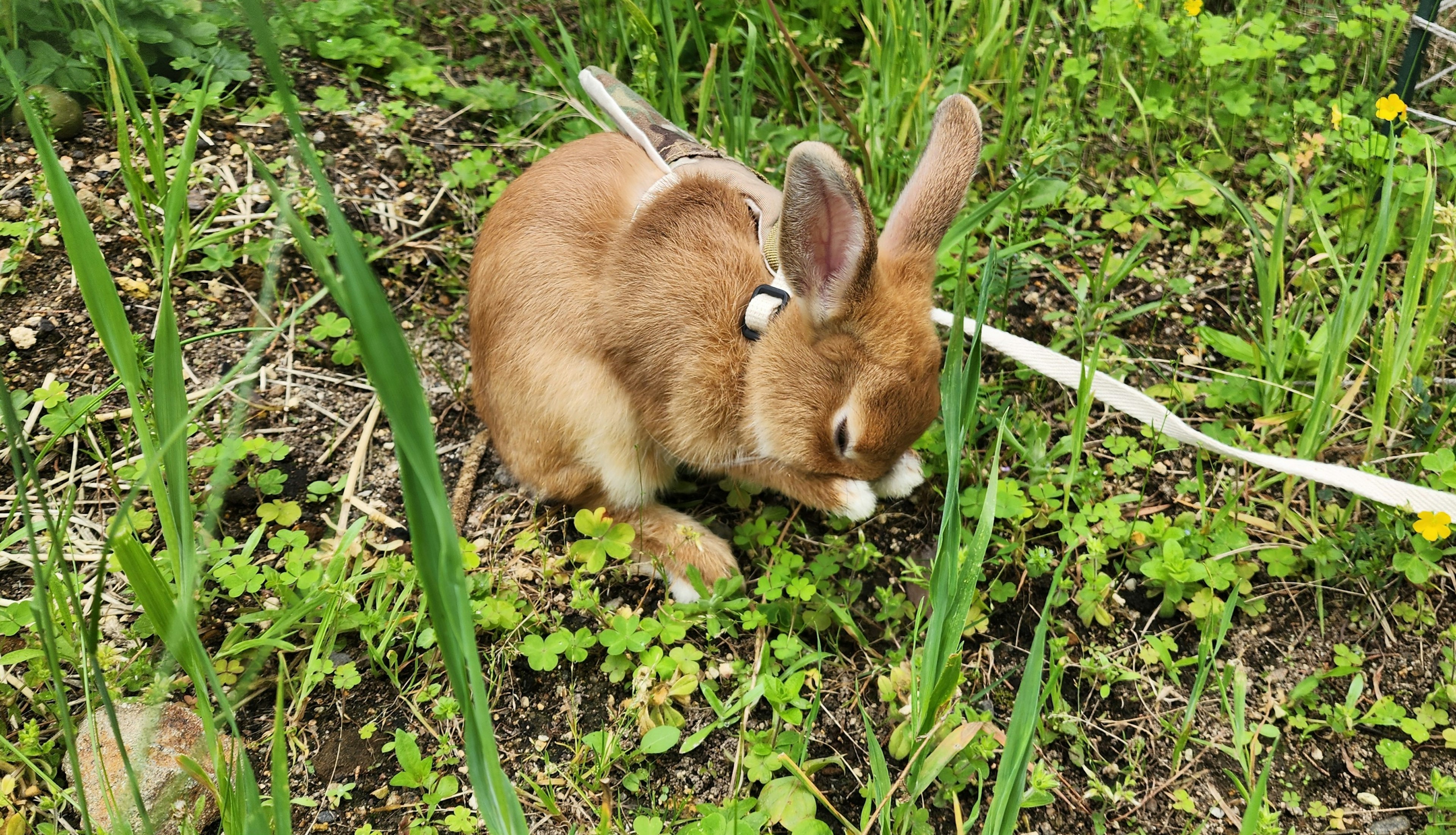 草の中にいる小さな茶色いウサギ