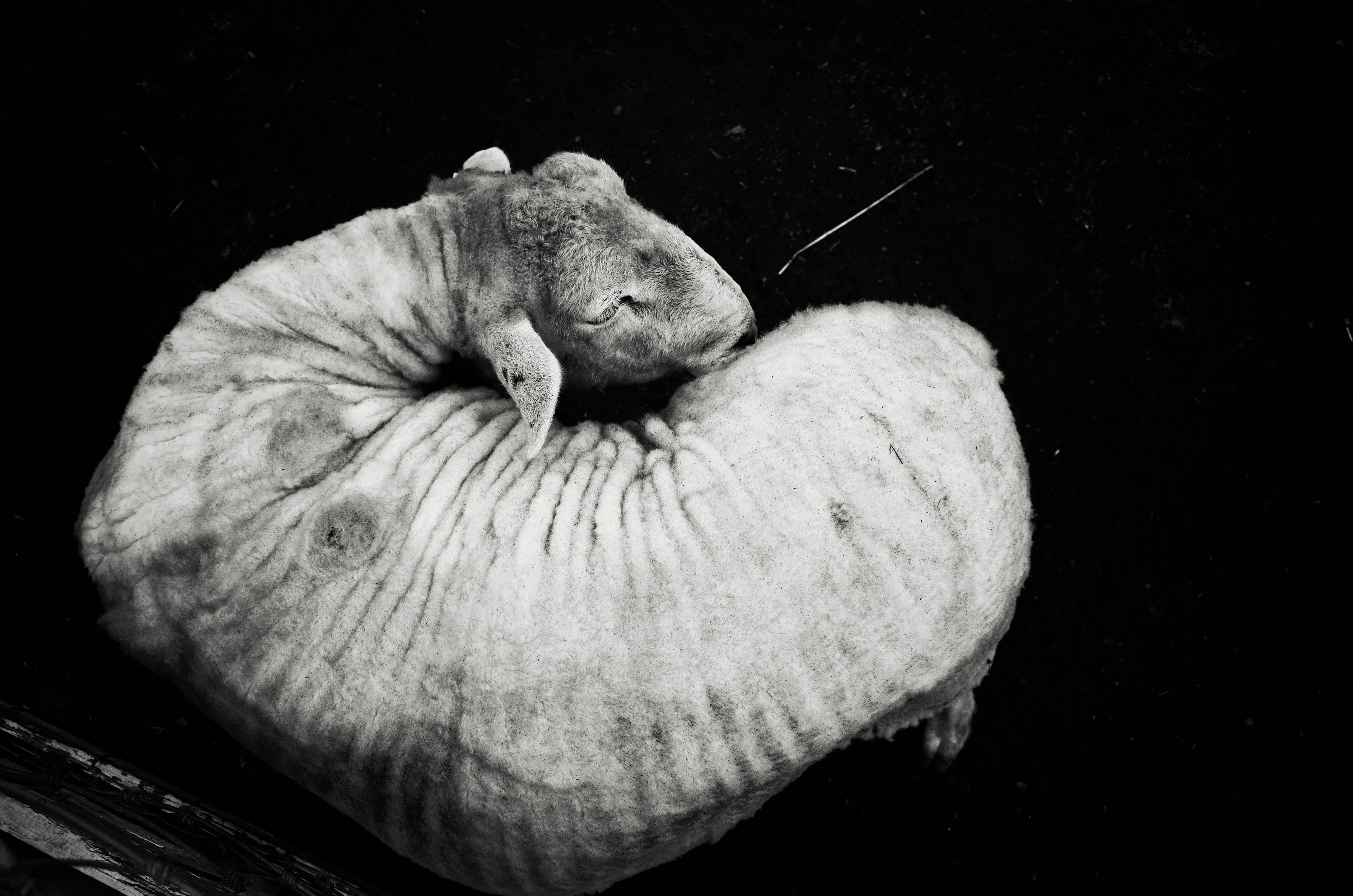 A white sheep curled up on a black background