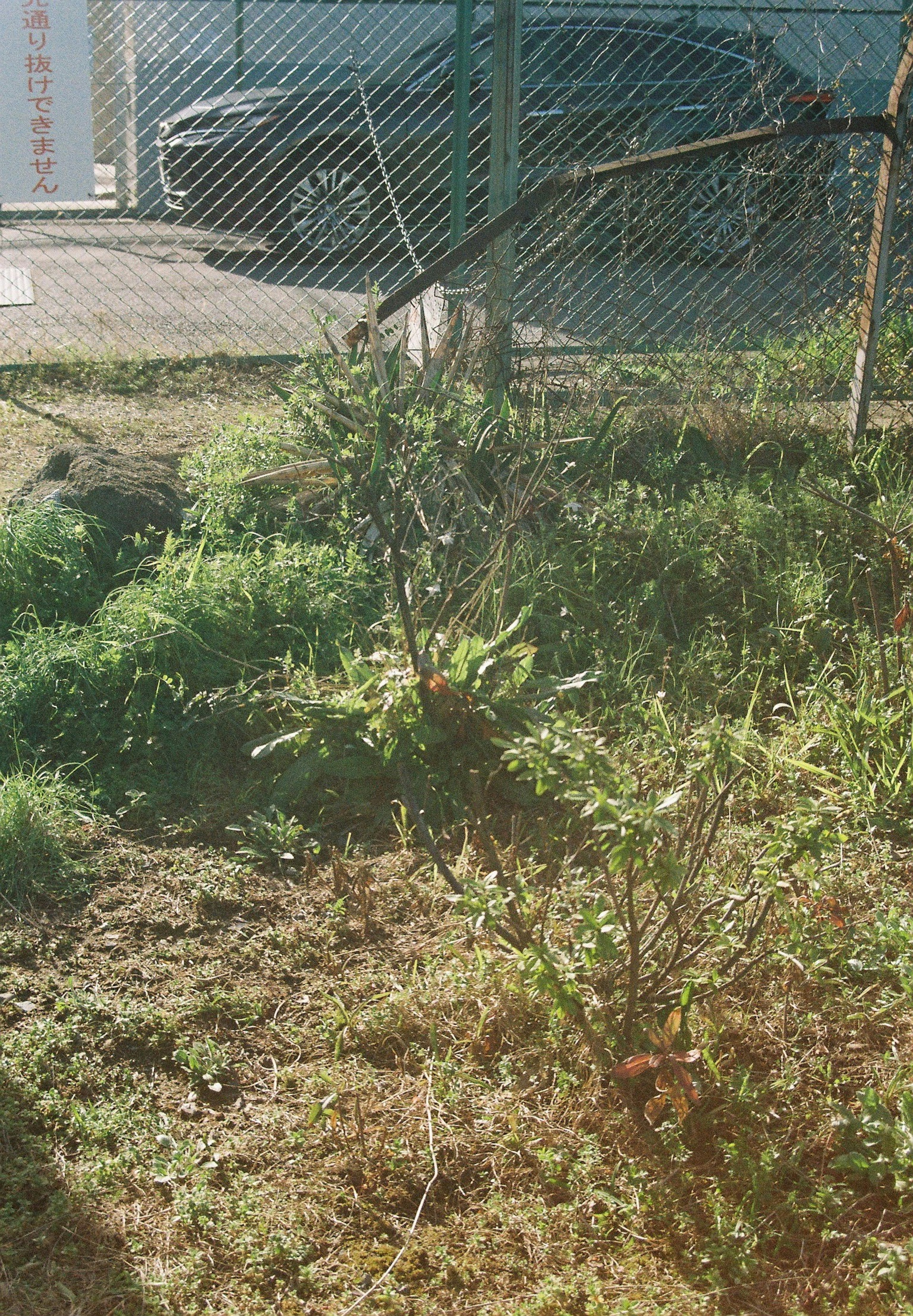 草が生い茂る庭に植えられた小さな木とフェンスのある風景