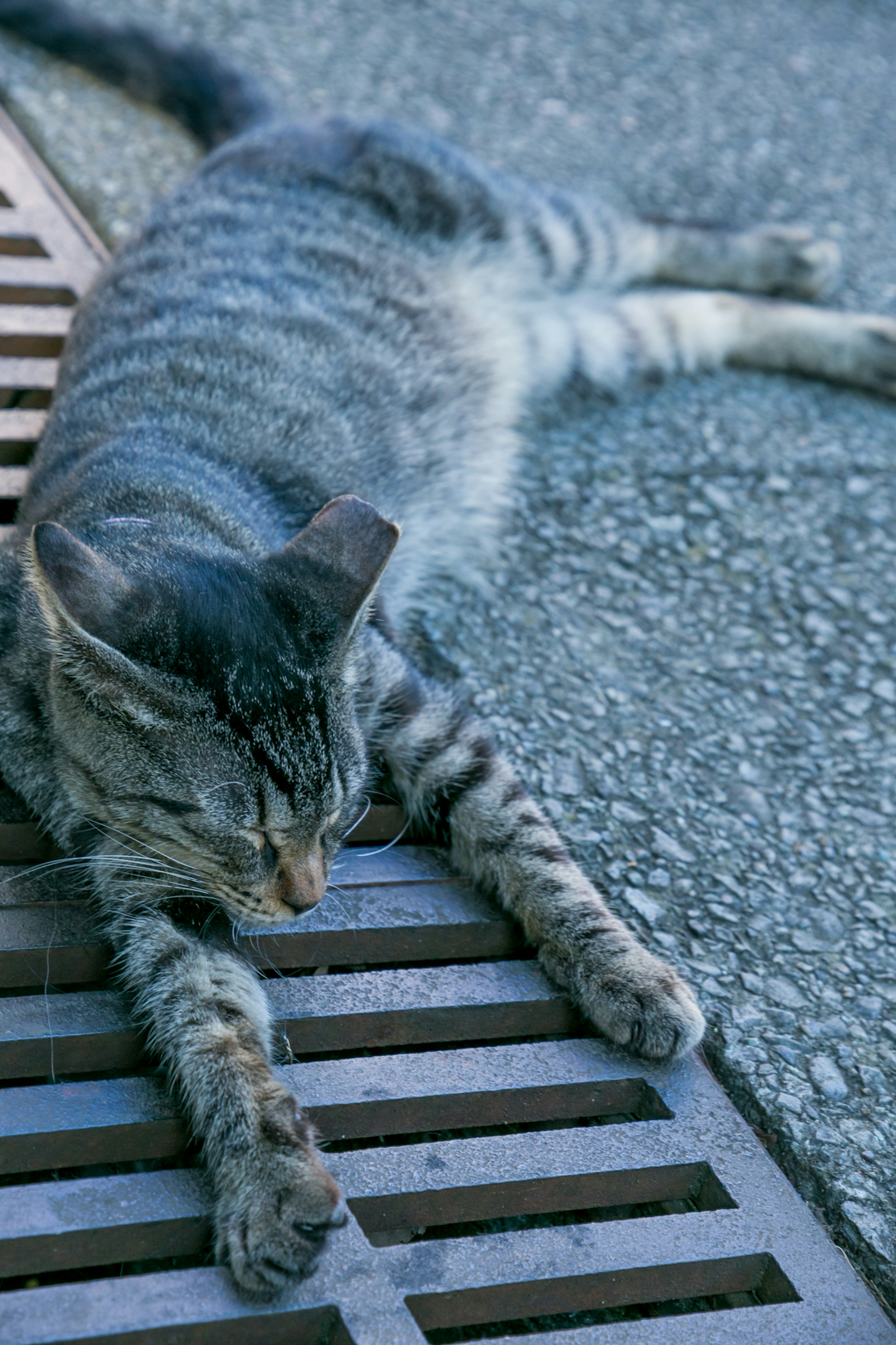 Eine grau gestreifte Katze liegt neben einem Abflussgitter