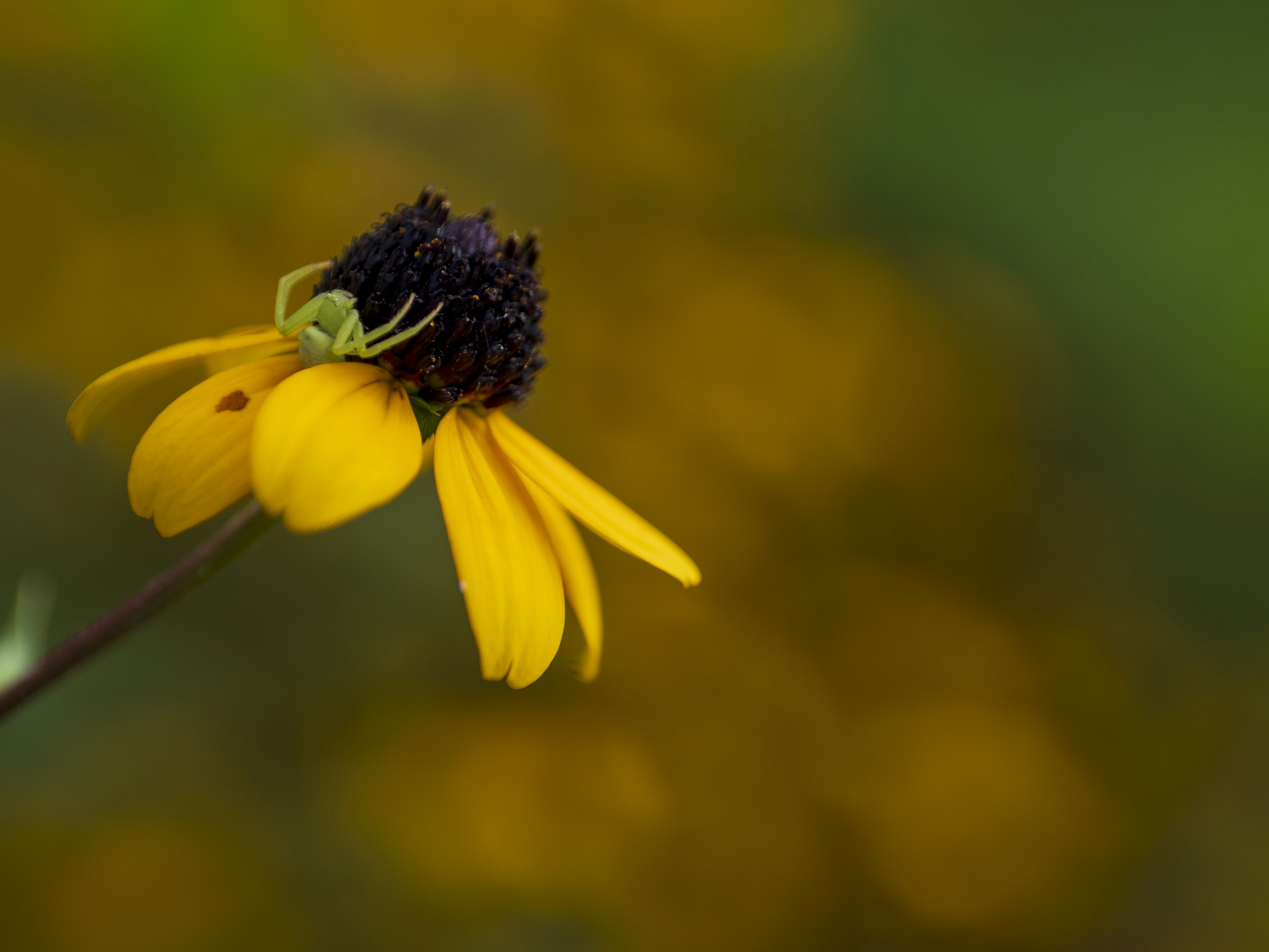 Una flor amarilla con un centro negro y una araña verde