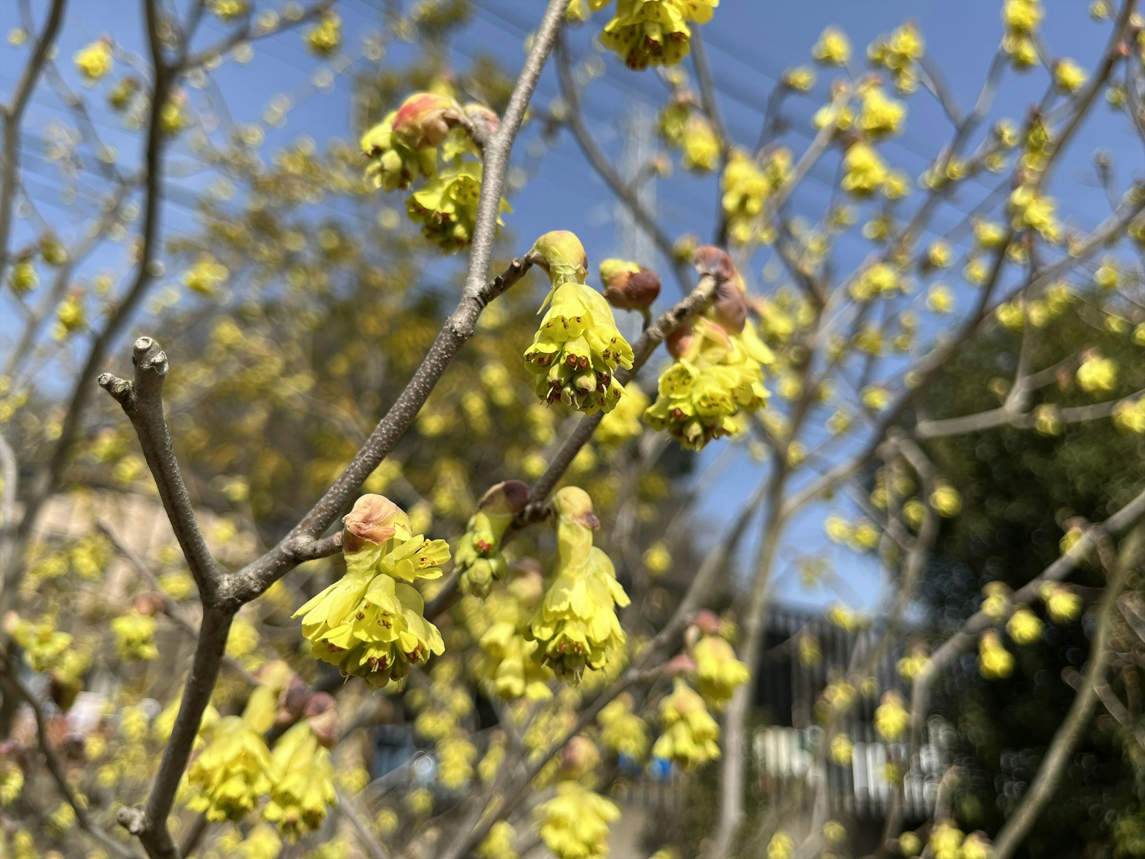 Branches of a tree with blooming yellow flowers in spring