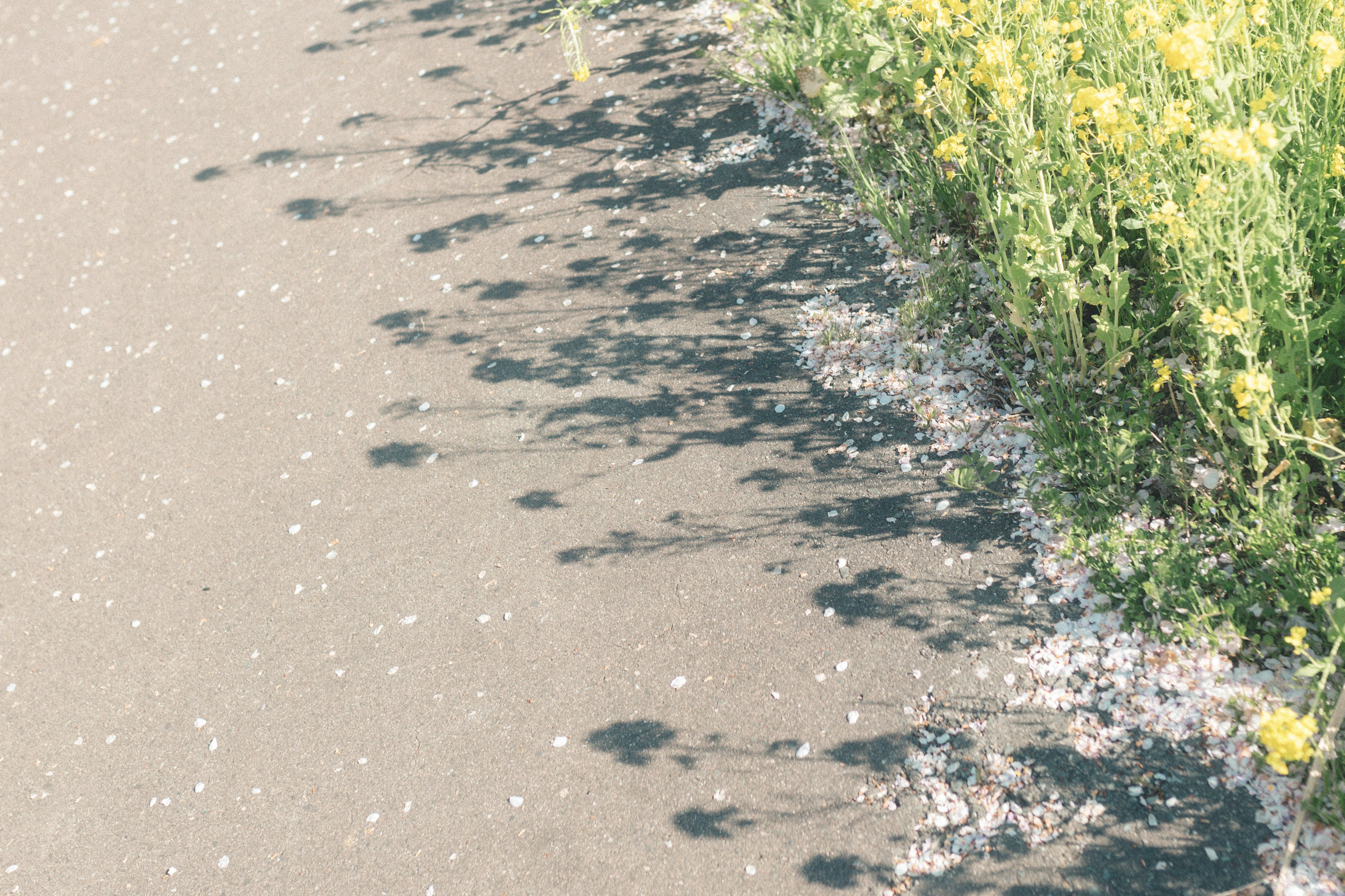 Un paysage montrant des fleurs jaunes et leurs ombres le long du bord d'un chemin