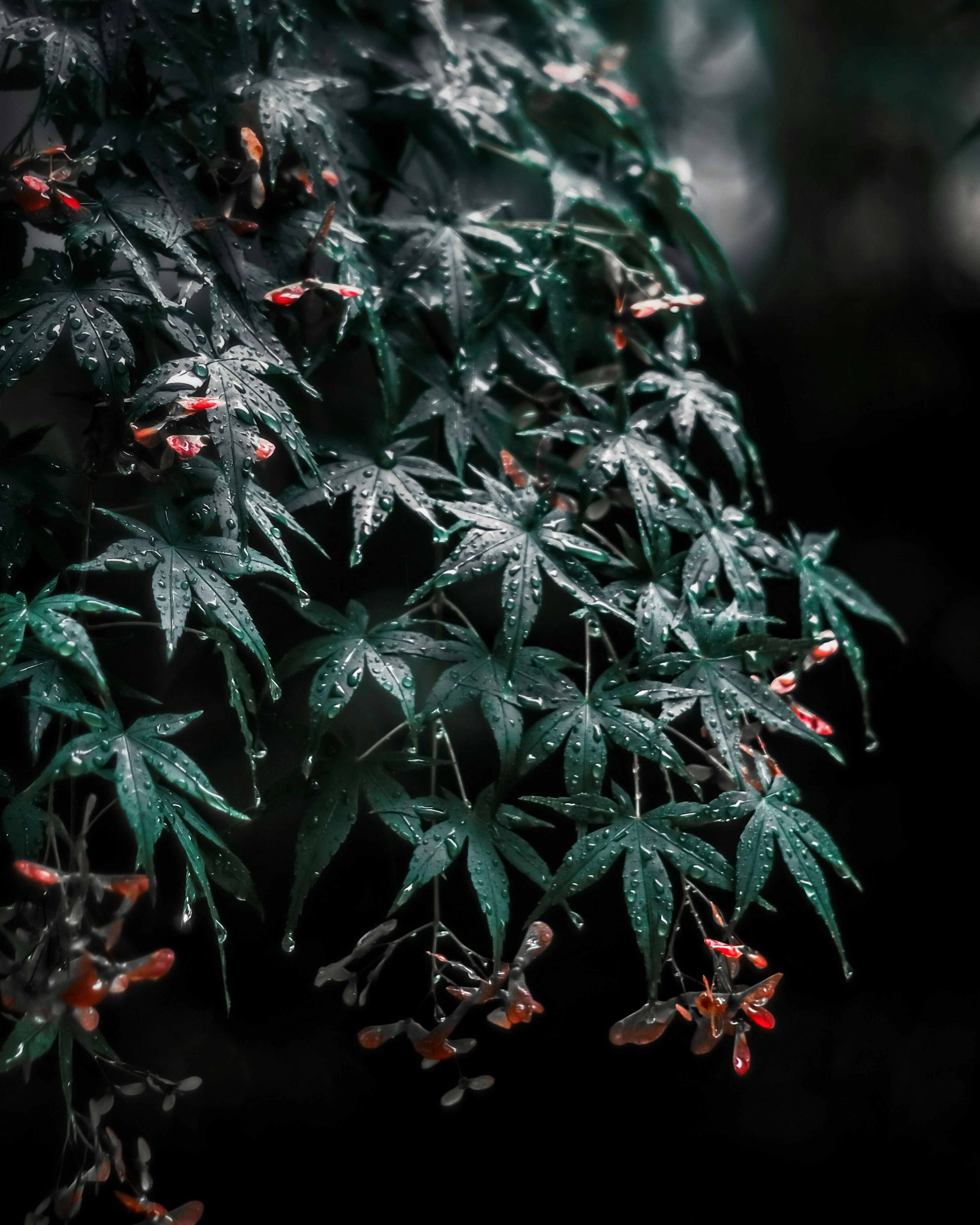 Rama de arce con hojas verdes y flores rojas cubiertas de gotas de lluvia