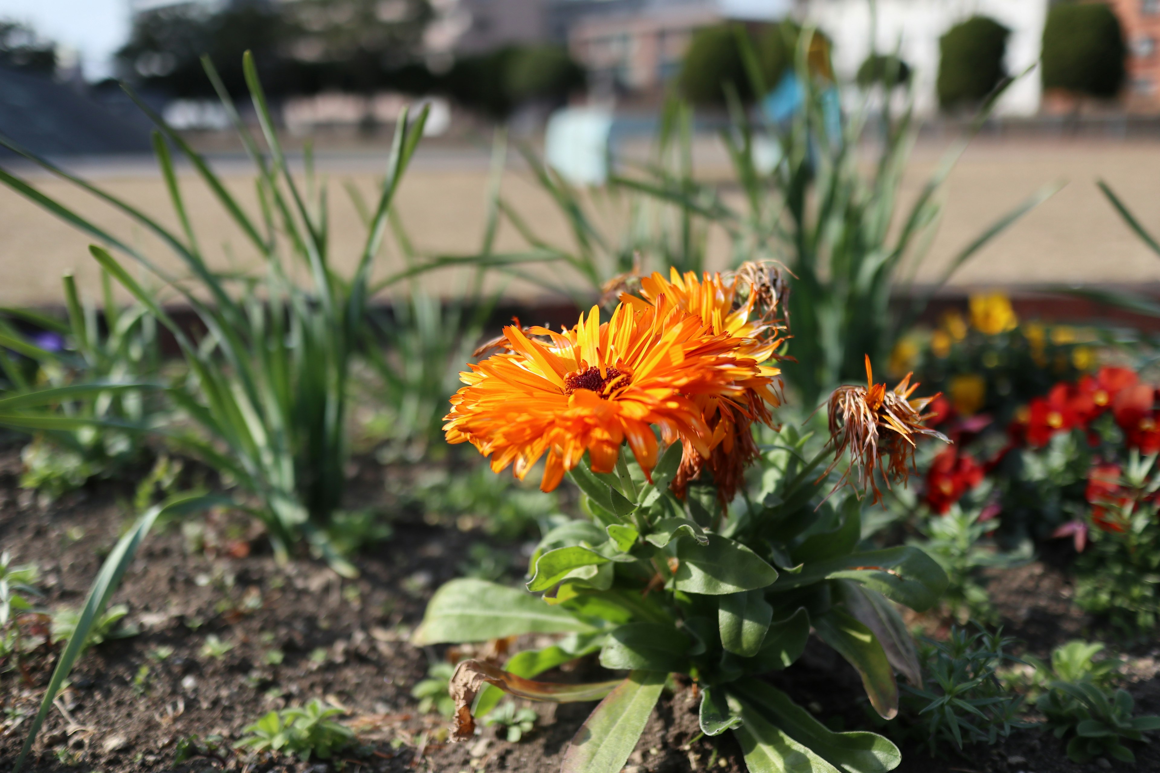 オレンジ色の花が咲いている庭の一部で周囲には緑の植物がある