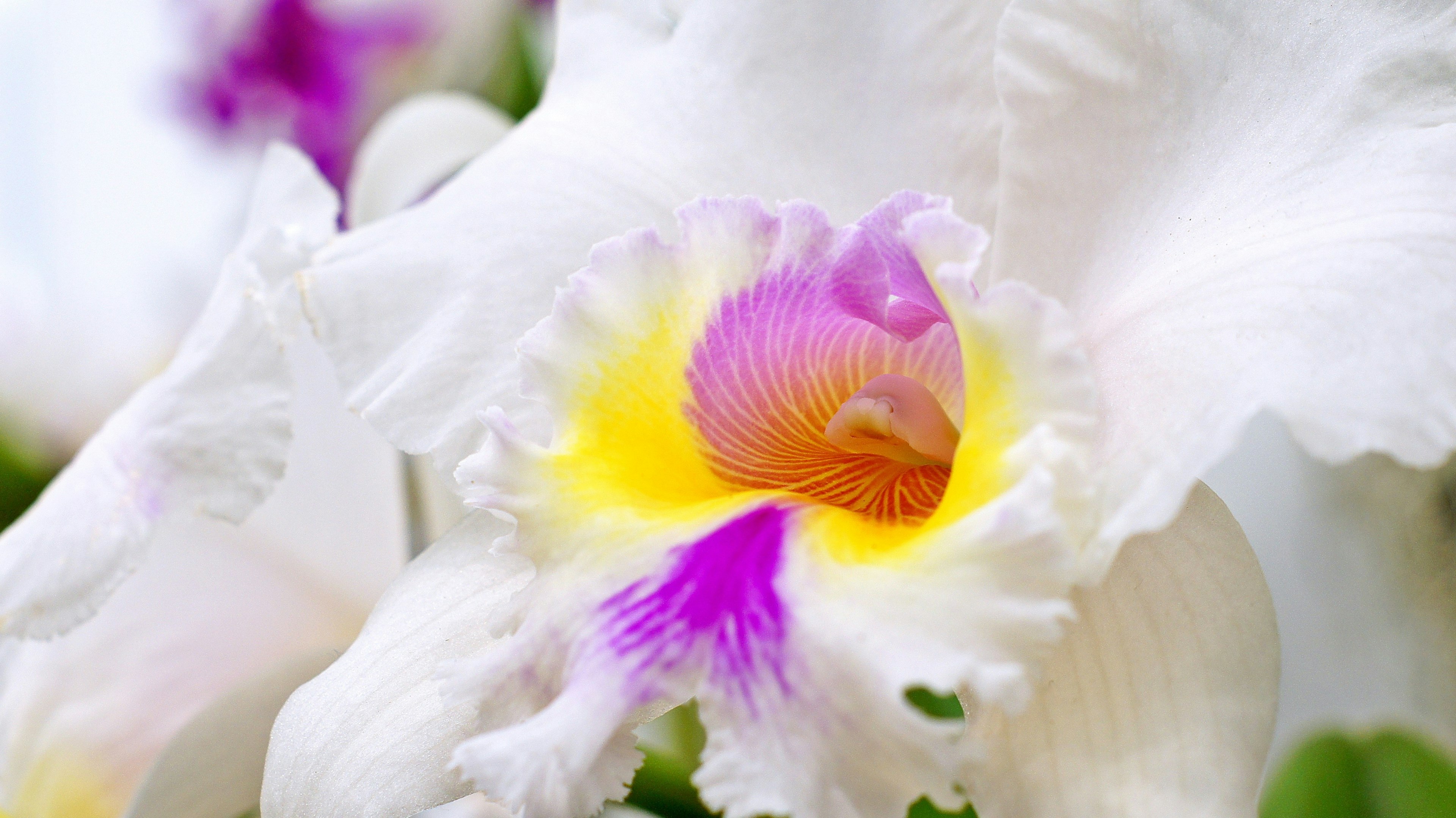 Close-up of an orchid flower with white petals and vibrant yellow and purple patterns