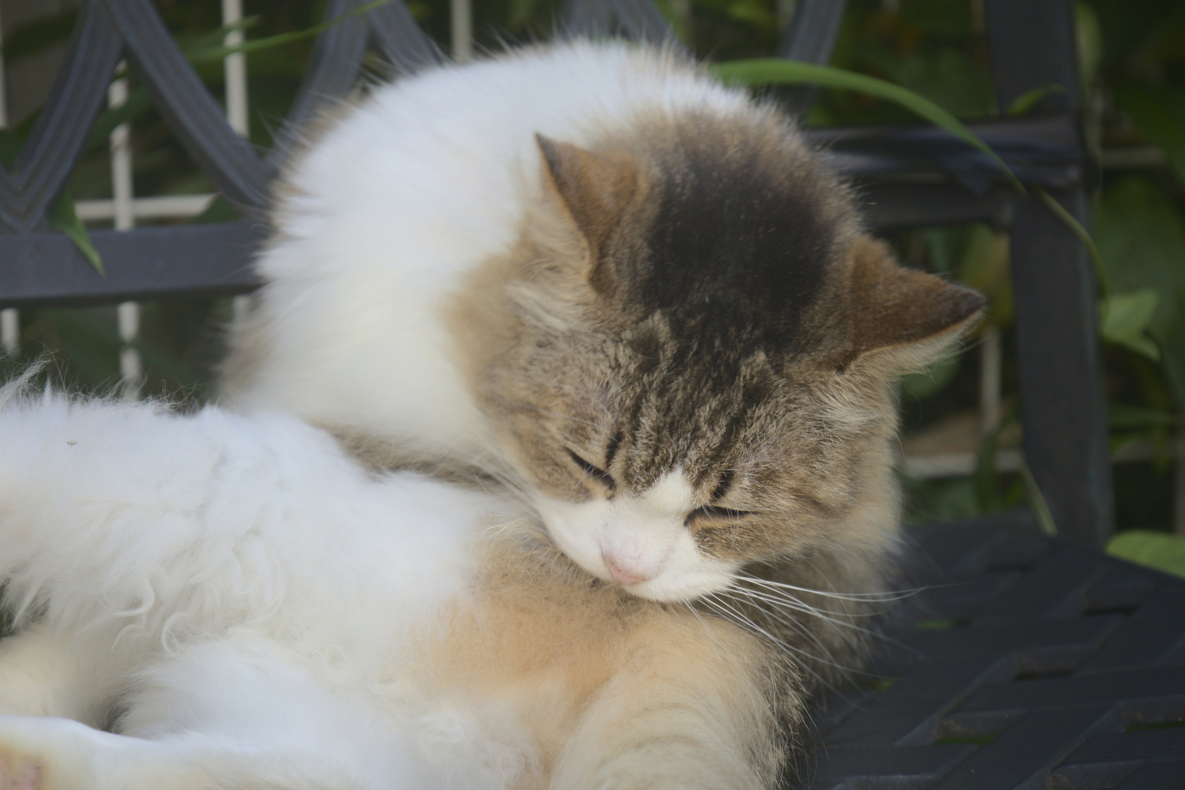 Eine Katze mit weißem und braunem Fell, die sich putzt