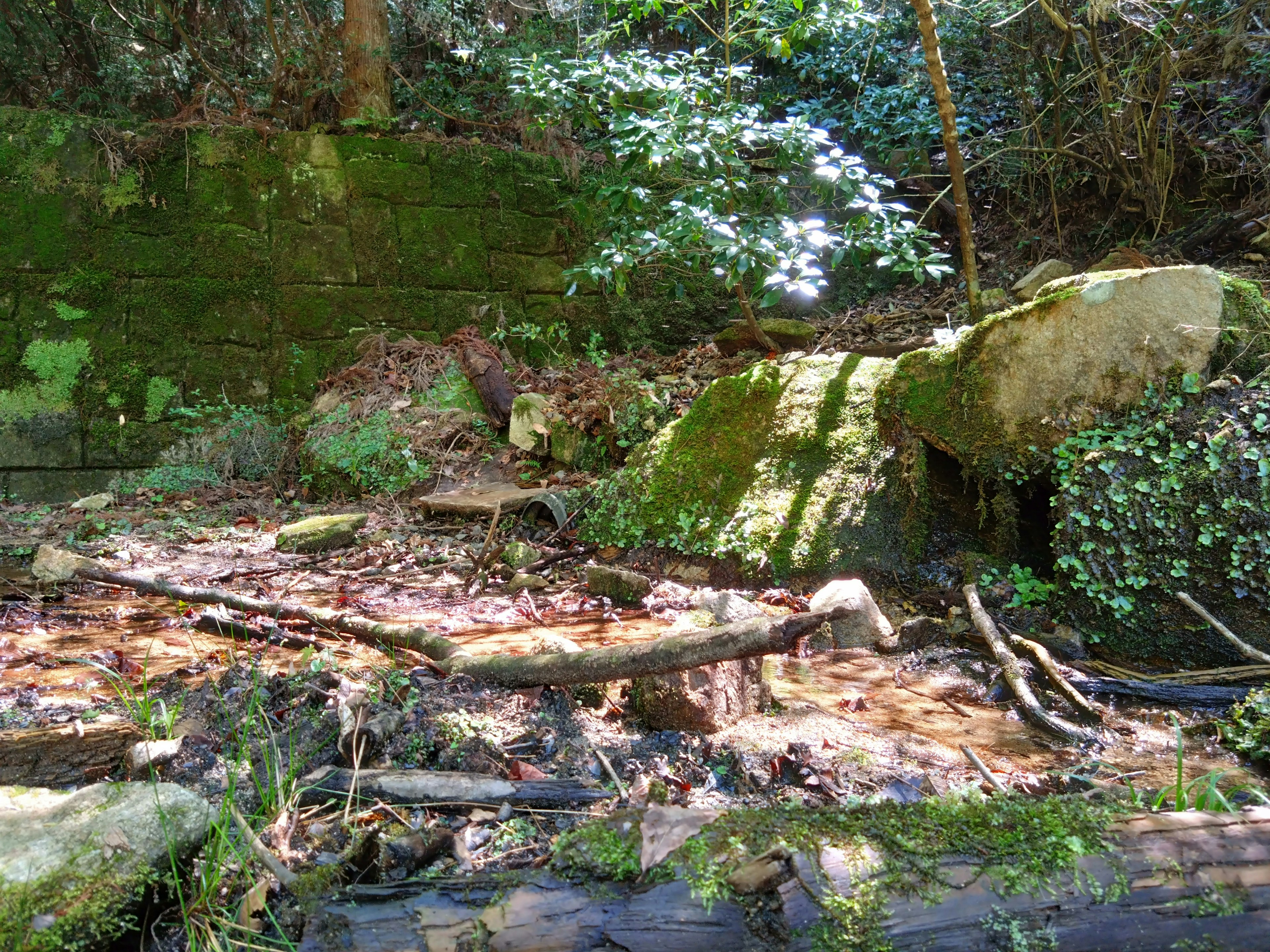 緑豊かな森林の中にある岩と倒木の風景