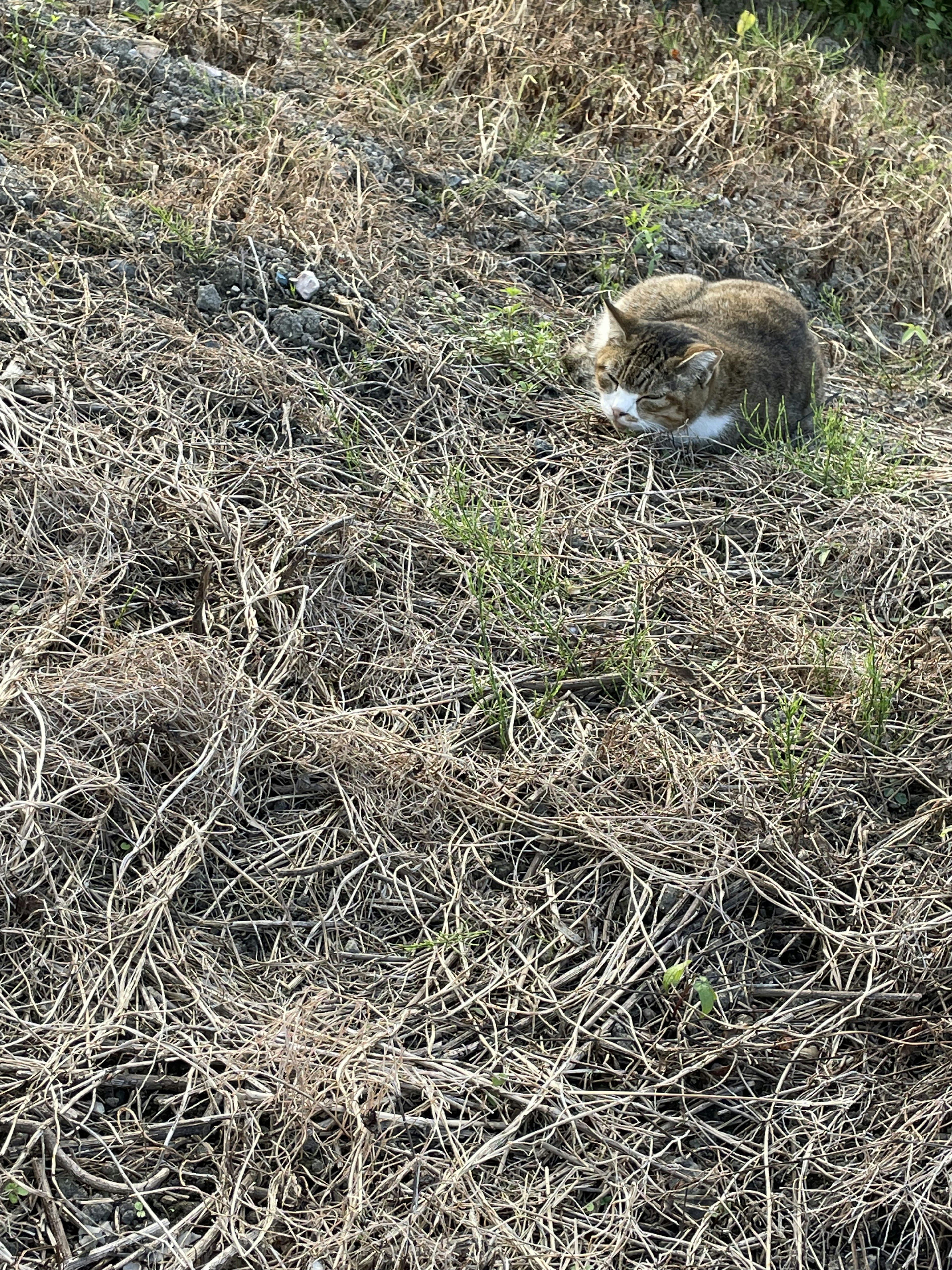 마른 풀밭에 누워 있는 고양이