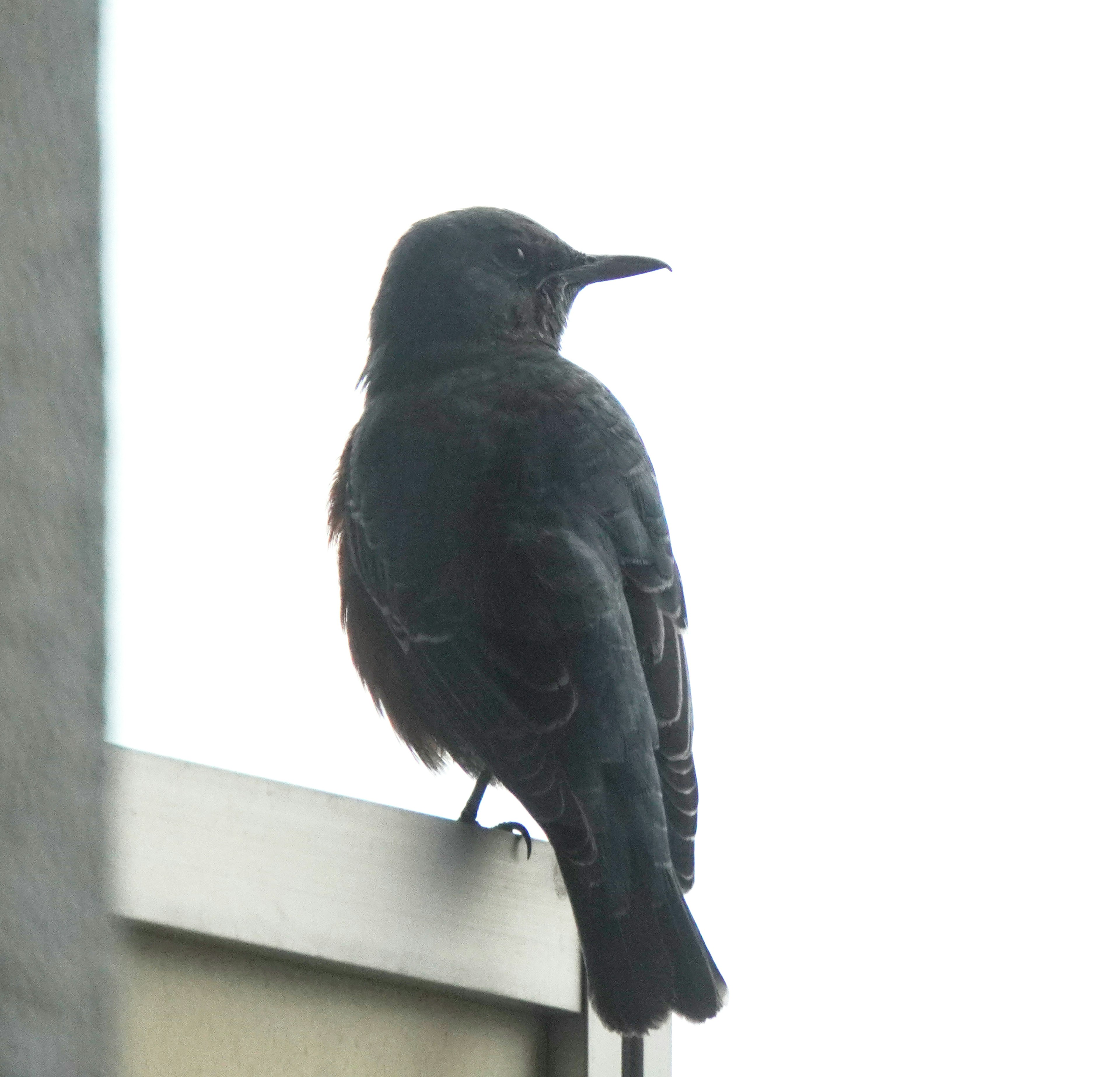 一隻黑鳥停在窗台上