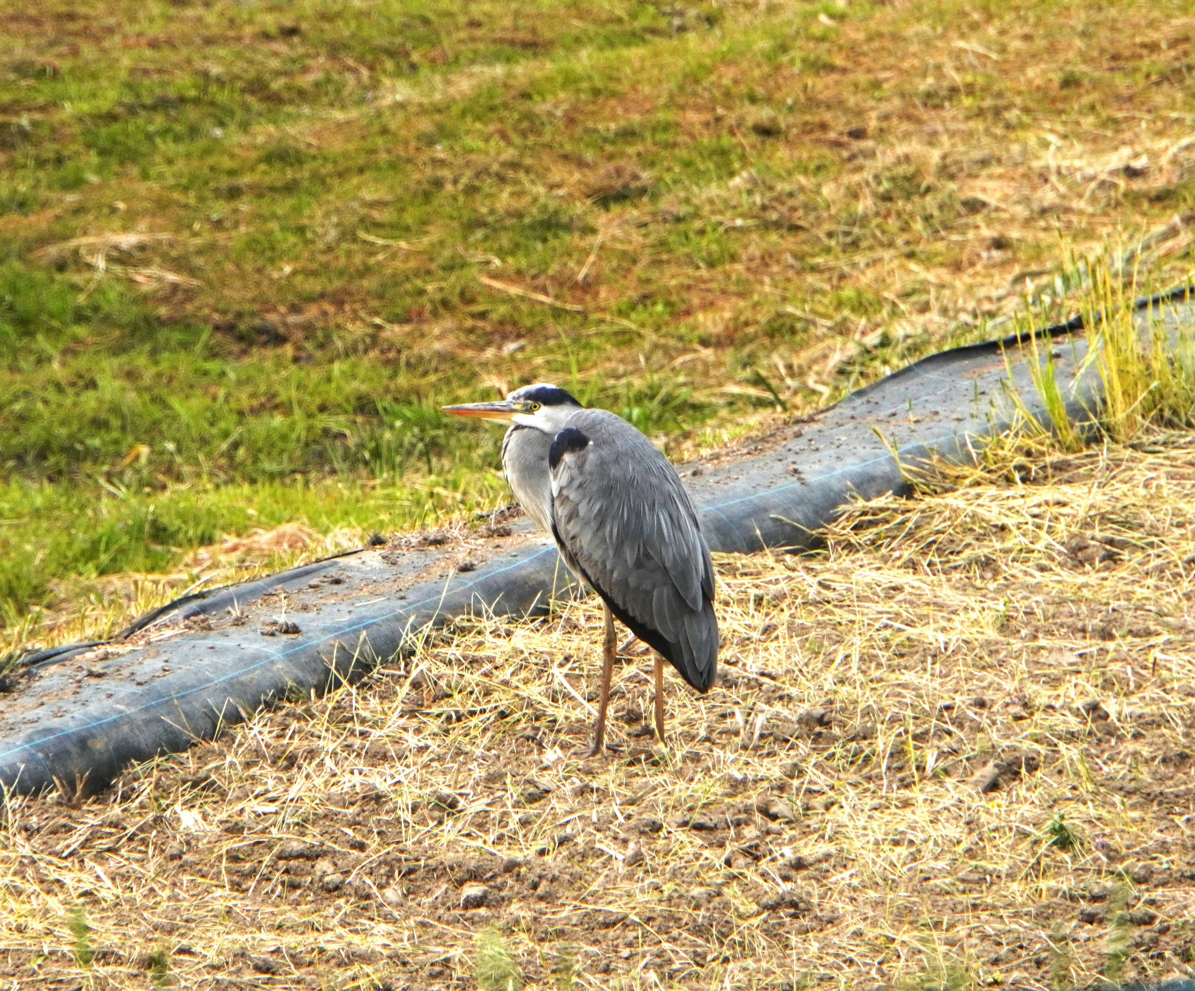 Ein grauer Reiher steht auf dem Gras