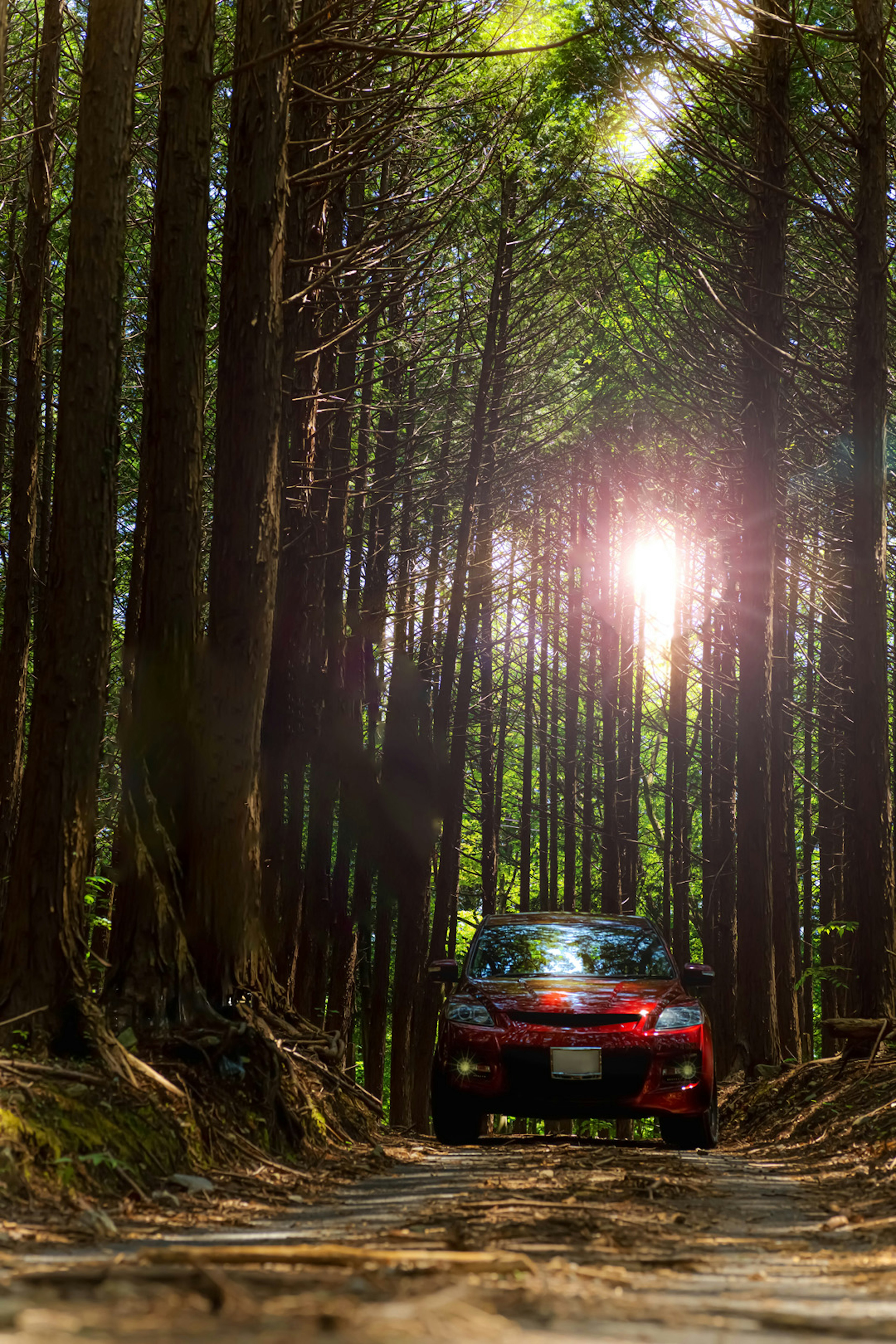 Un coche rojo estacionado en un camino del bosque rodeado de árboles altos