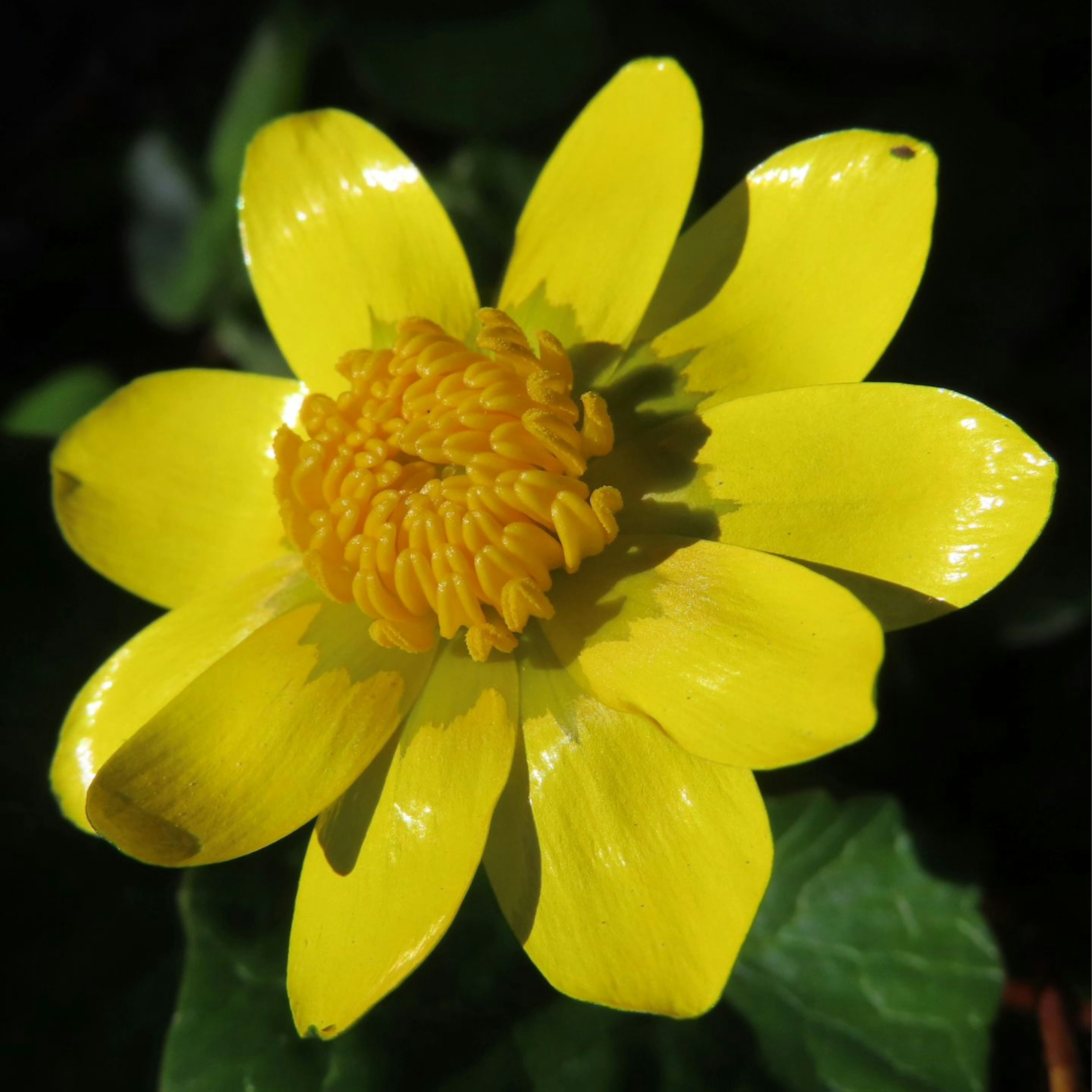 Vibrant yellow flower blooming with green leaves