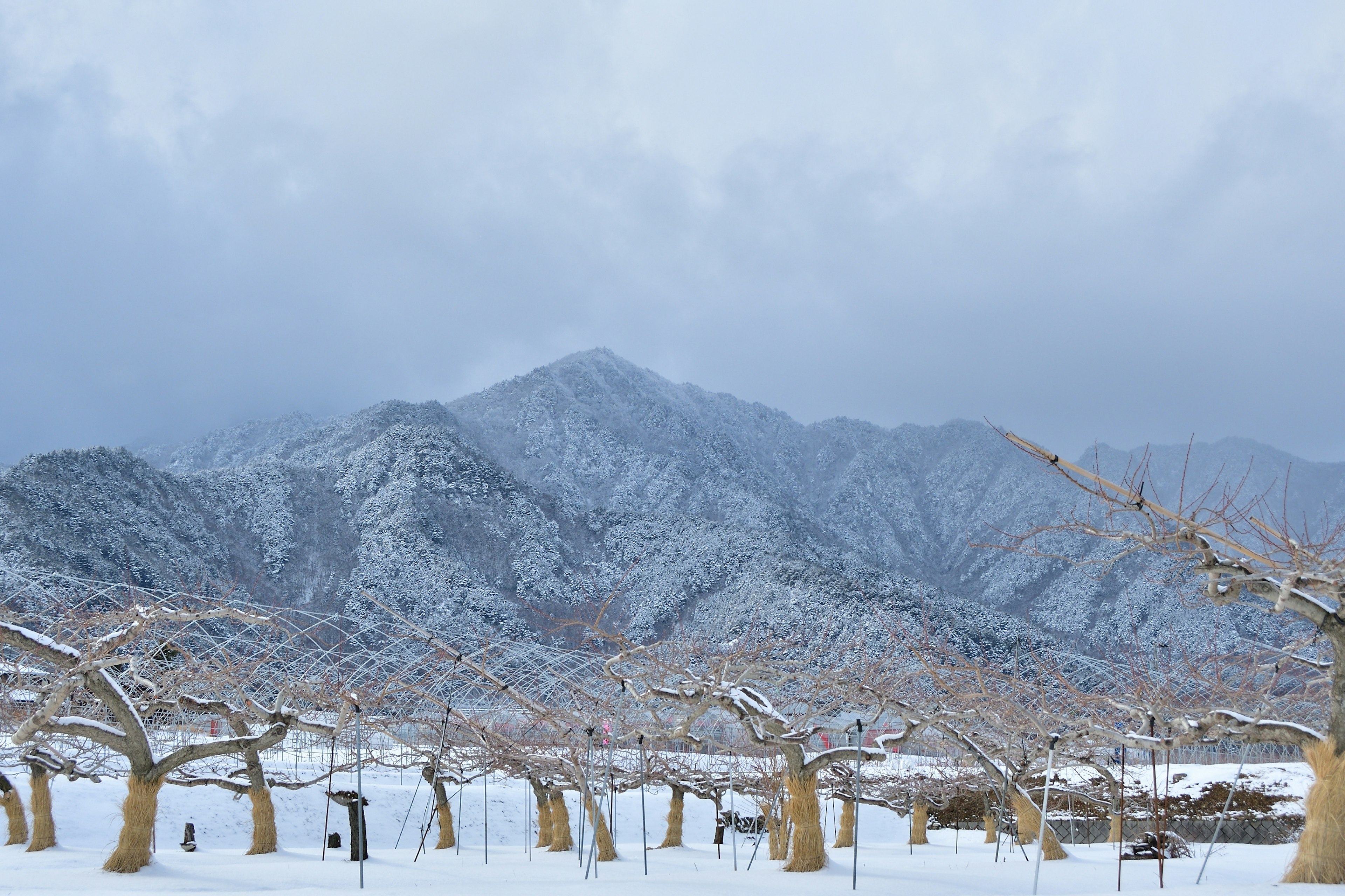 雪に覆われた山と果樹園の風景