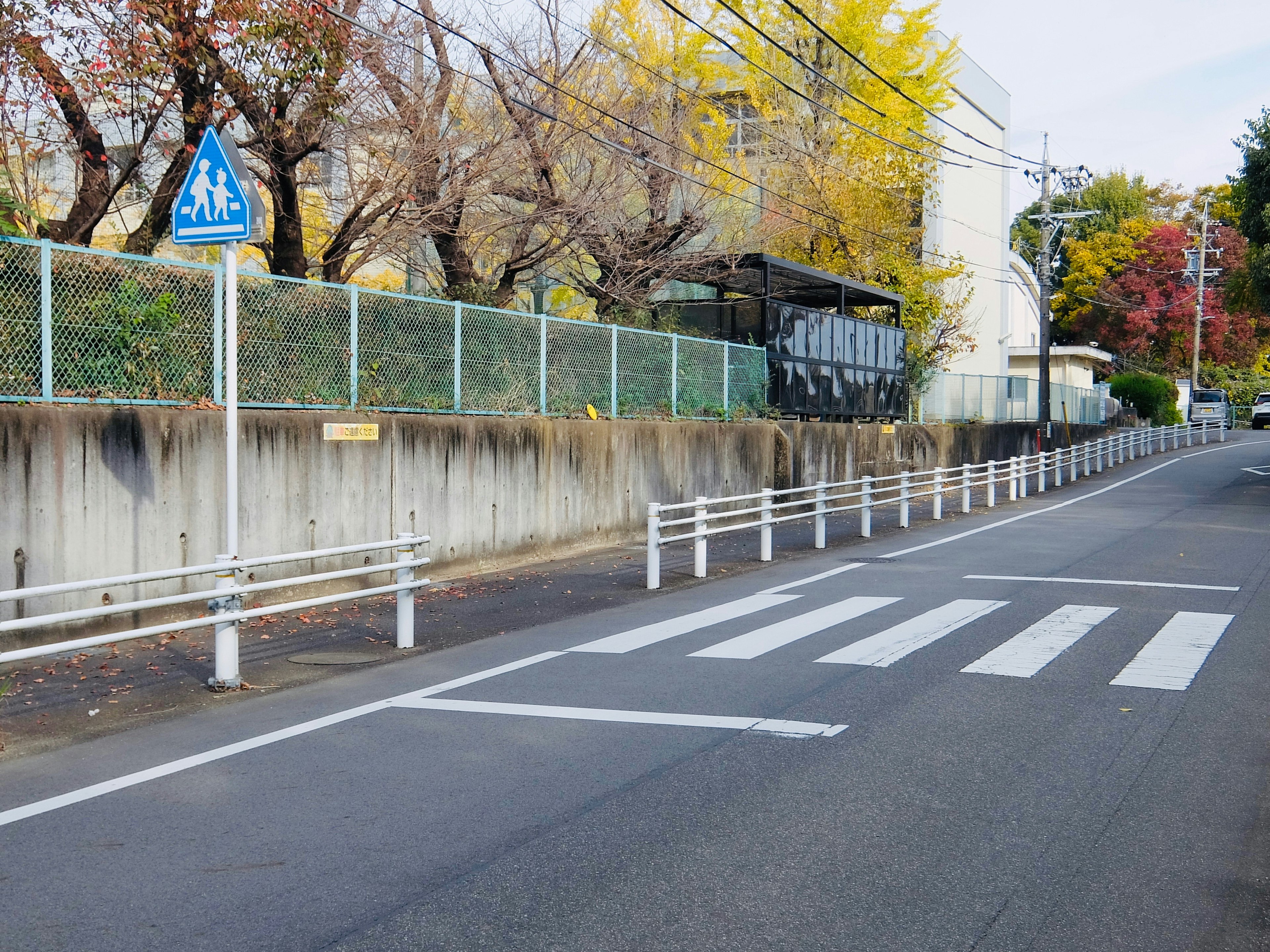 Street view with crosswalk and surrounding trees