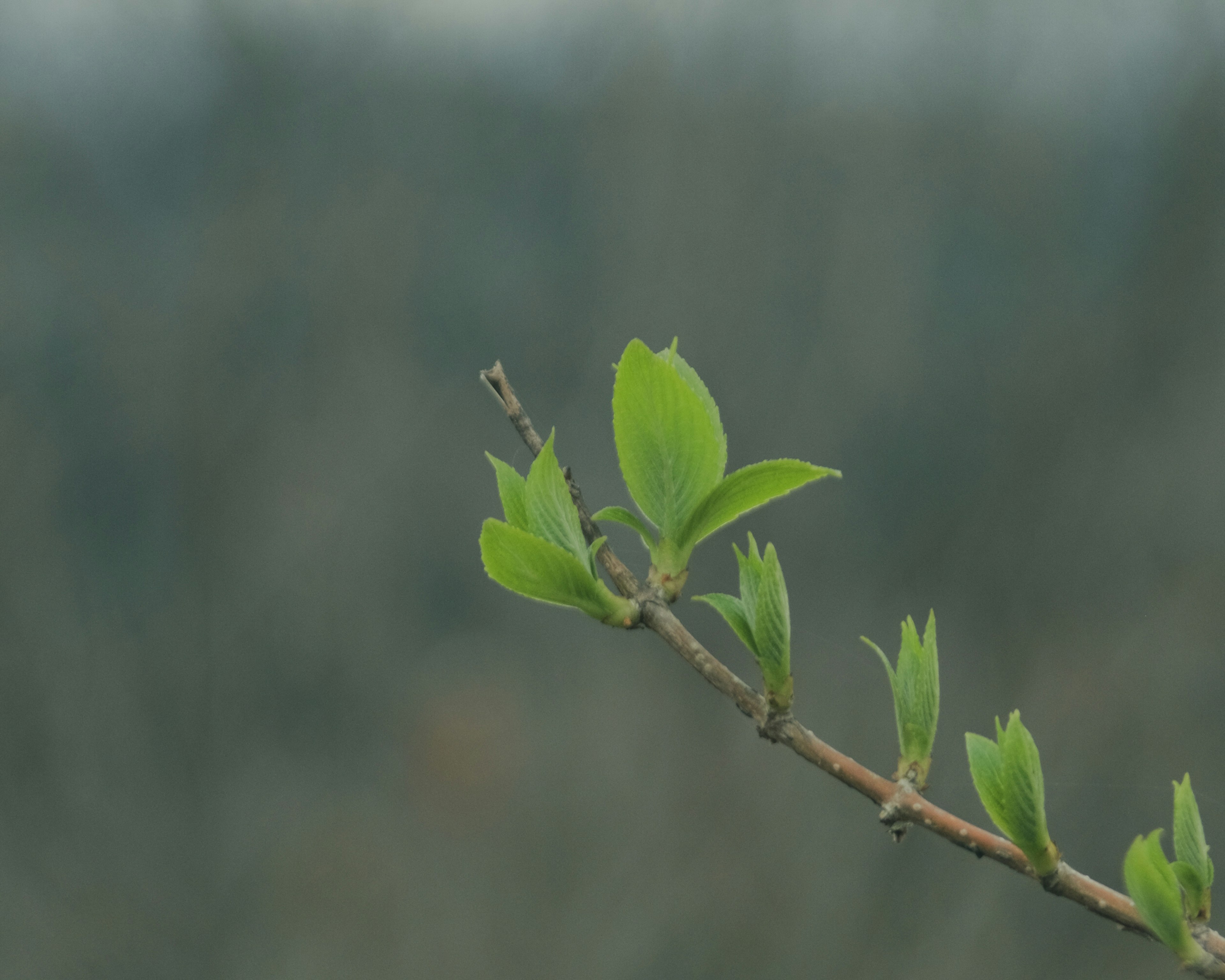 Thin branch with green leaves against a blurred background